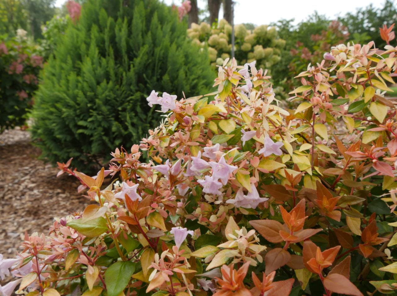 Glossy Abelia