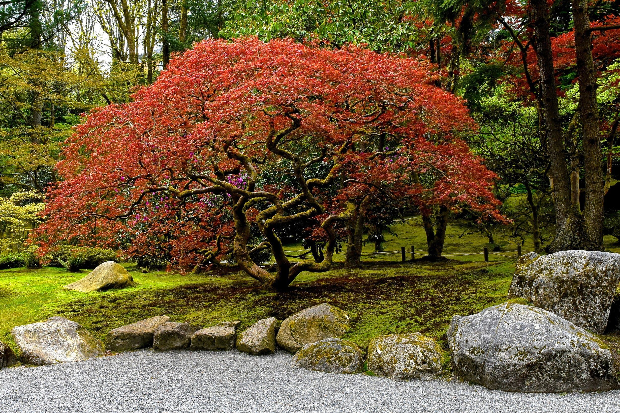 Japanese Maple