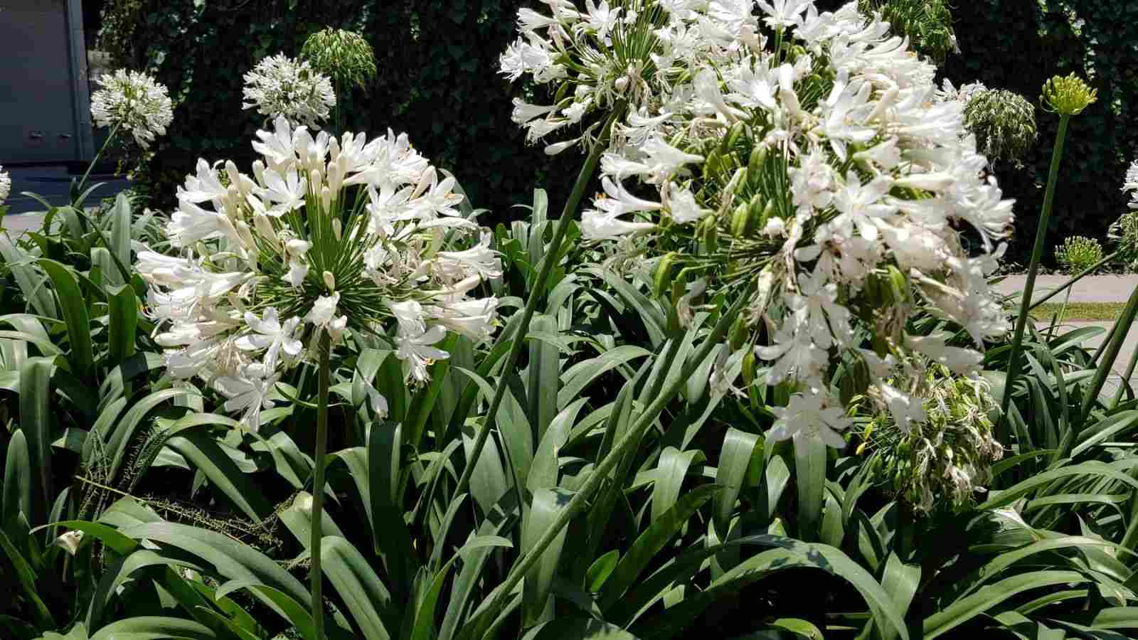 White African Lily