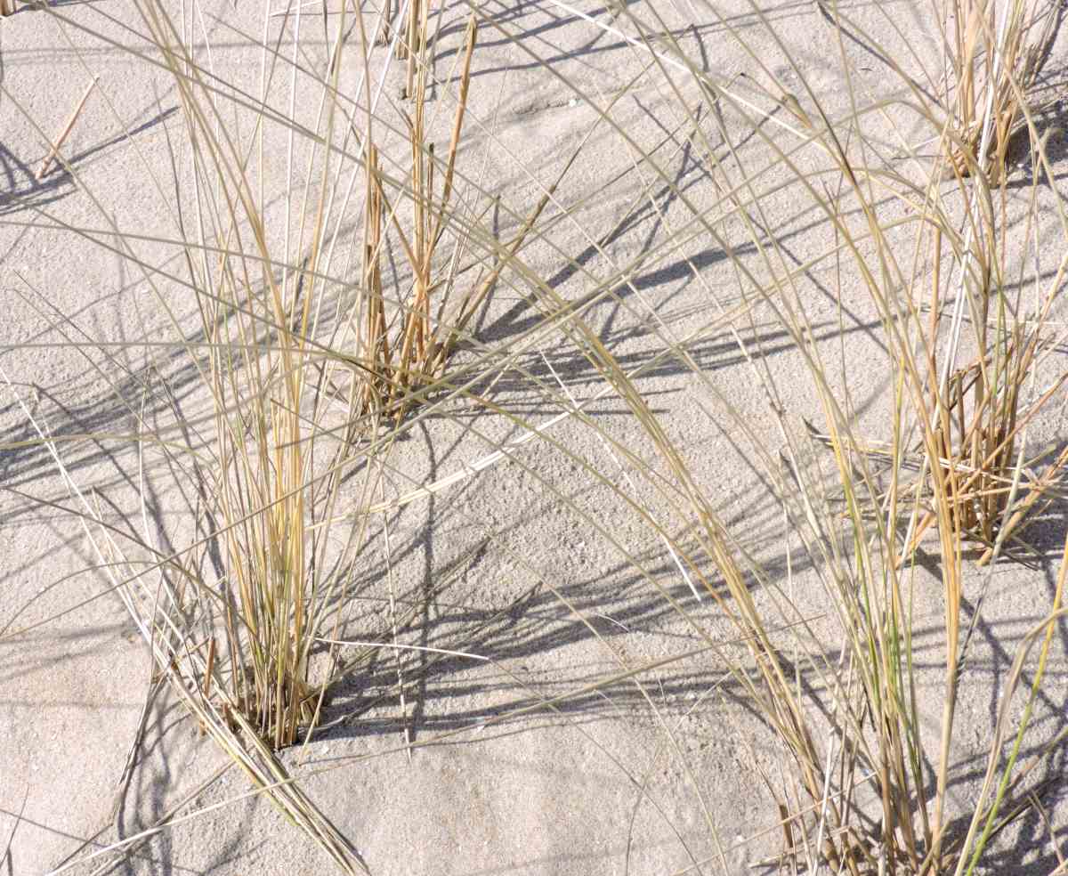 European Beachgrass