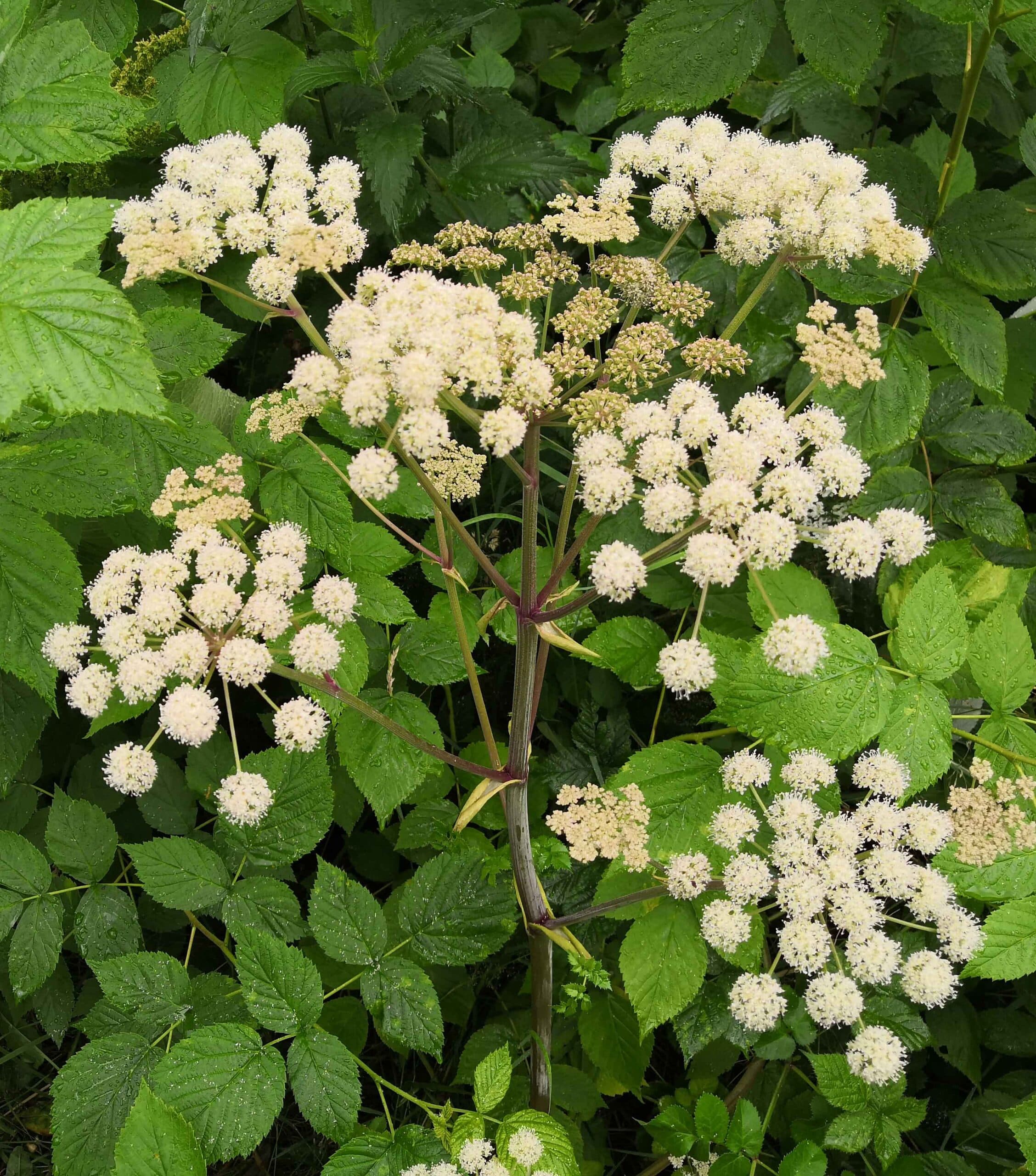 Vicar's Mead Angelica