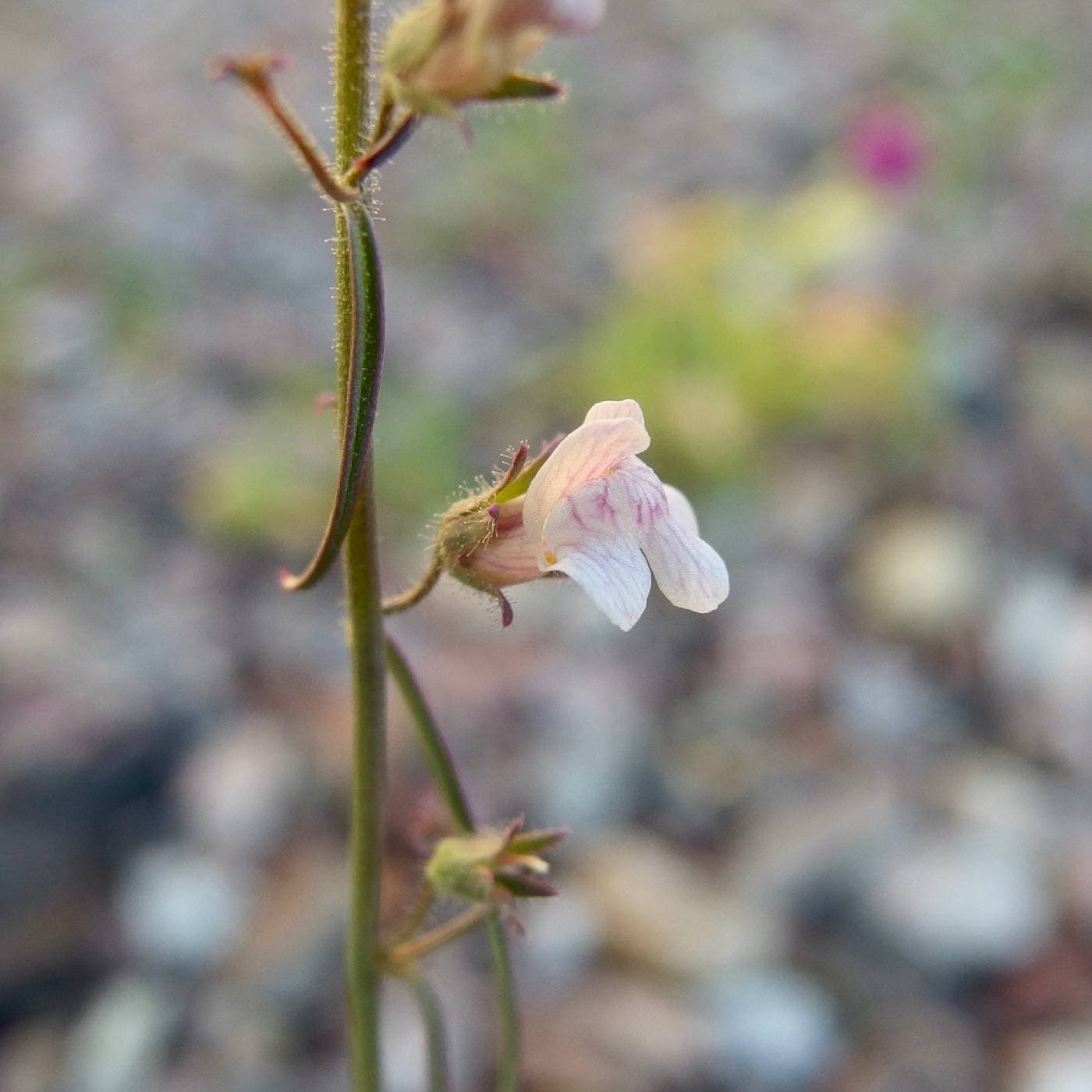 Portuguese Snapdragon