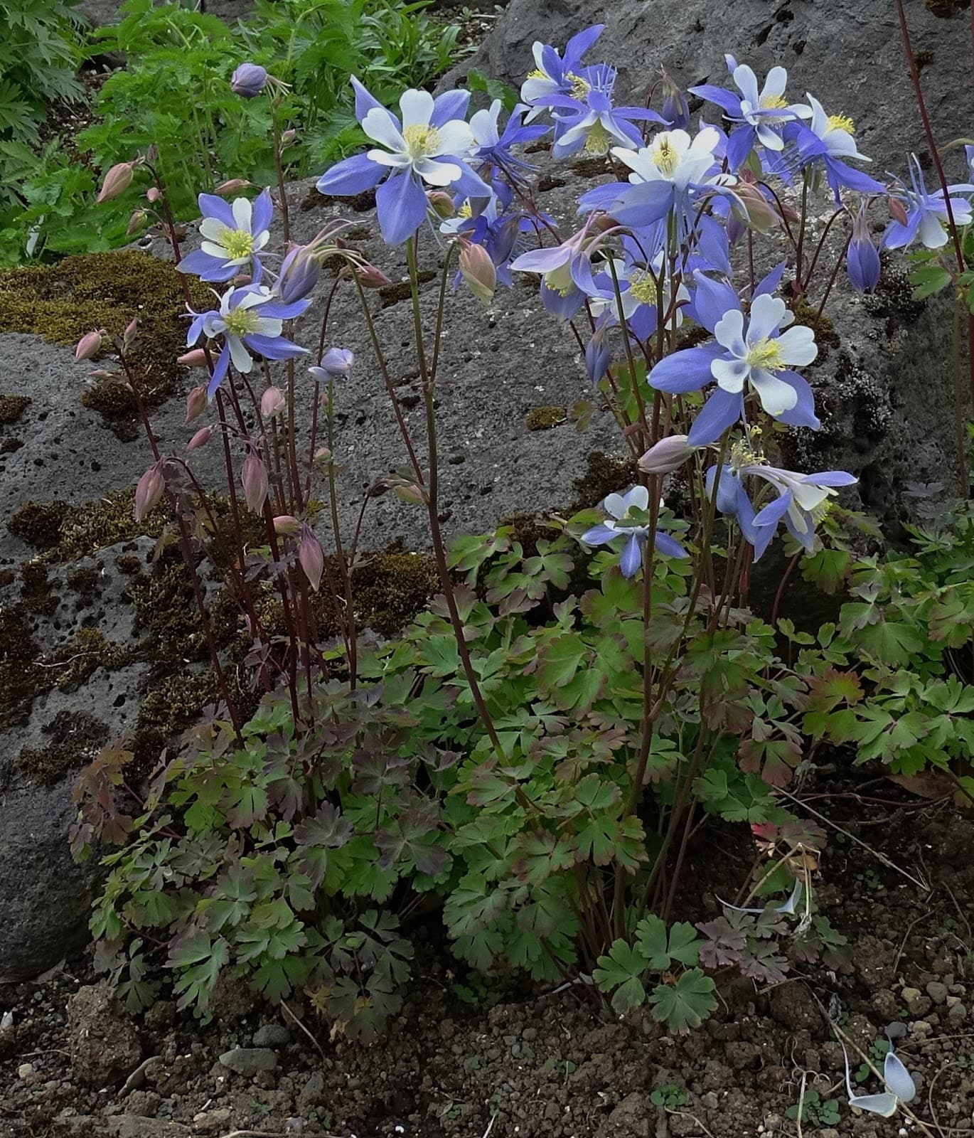 Alpine Columbine
