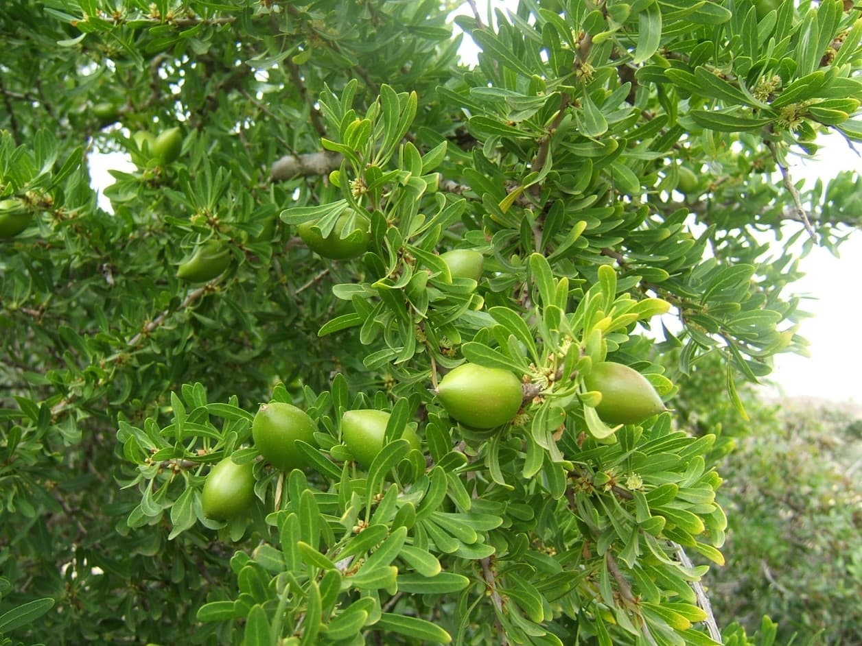 Argan Tree