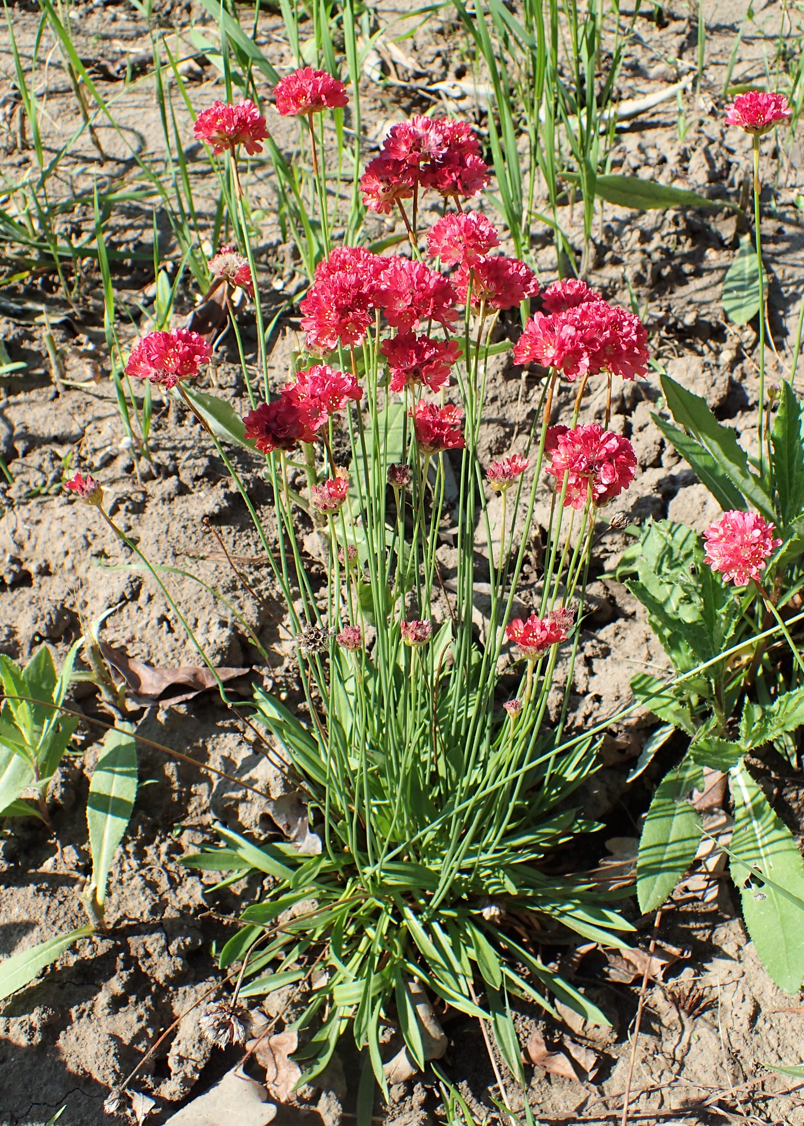 False Sea Thrift