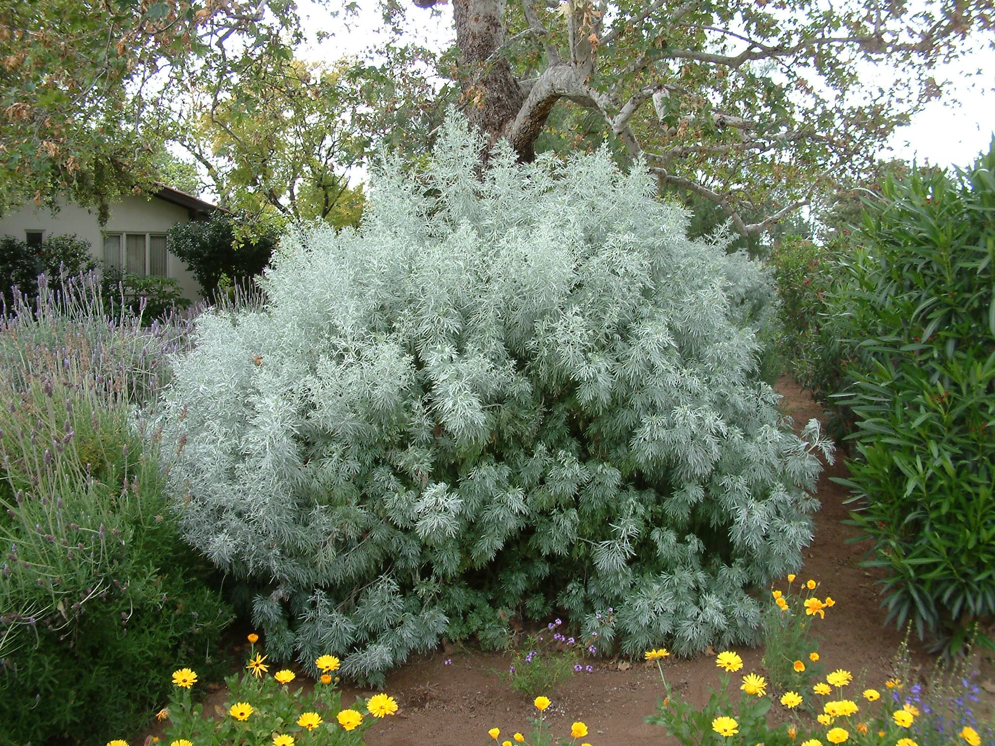 Tree Wormwood