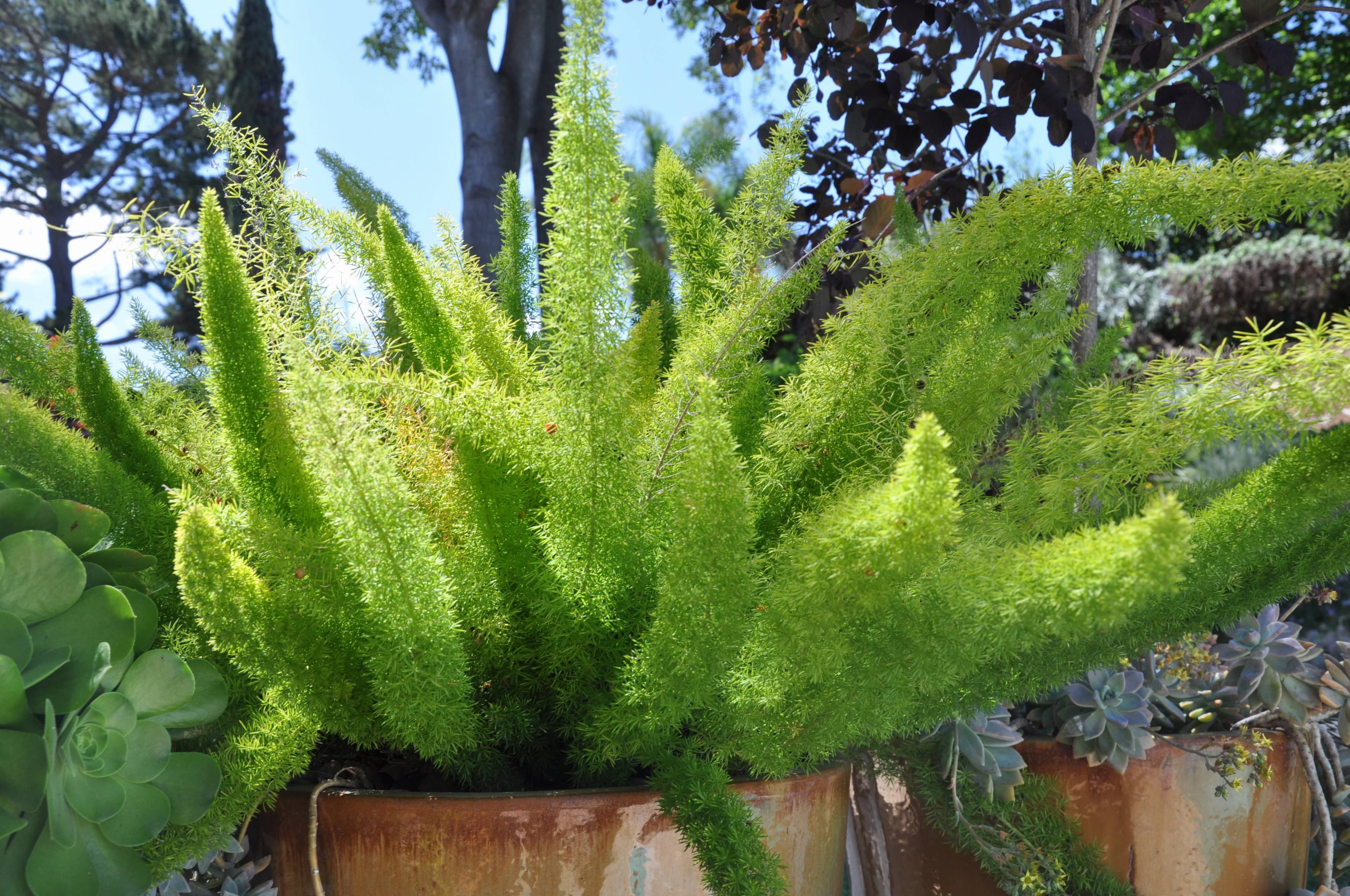 Foxtail Fern