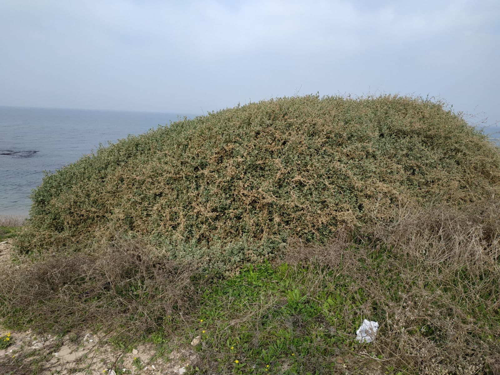 Mediterranean Saltbush