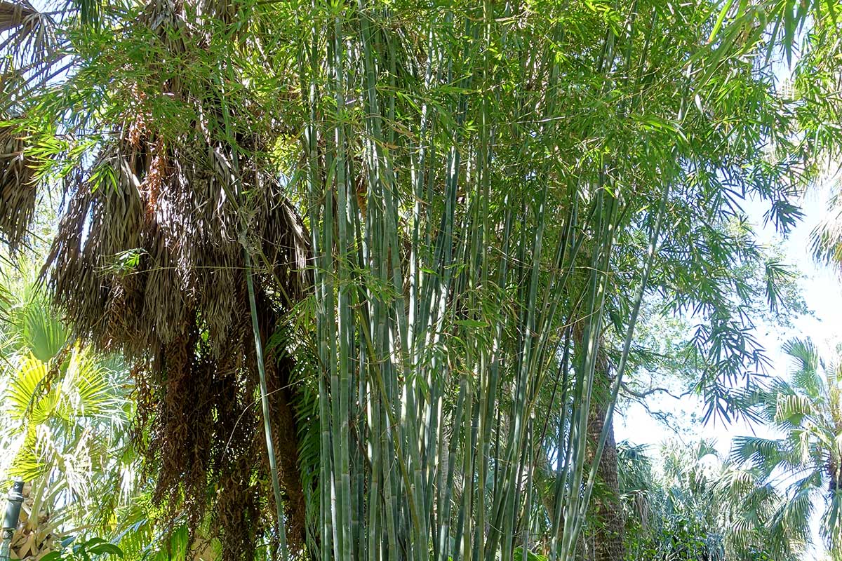 Weaver's Bamboo