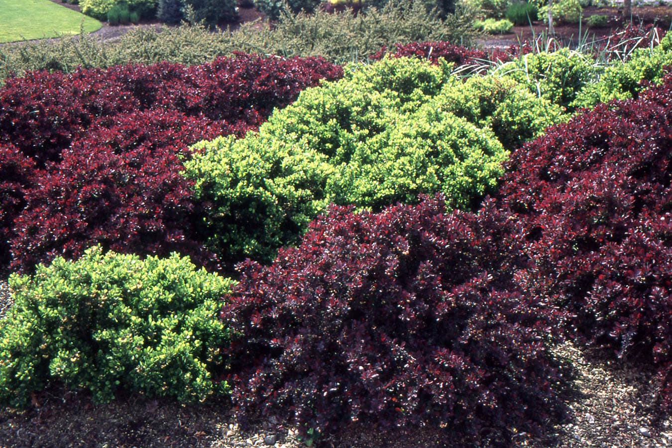 Purple Japanese Barberry