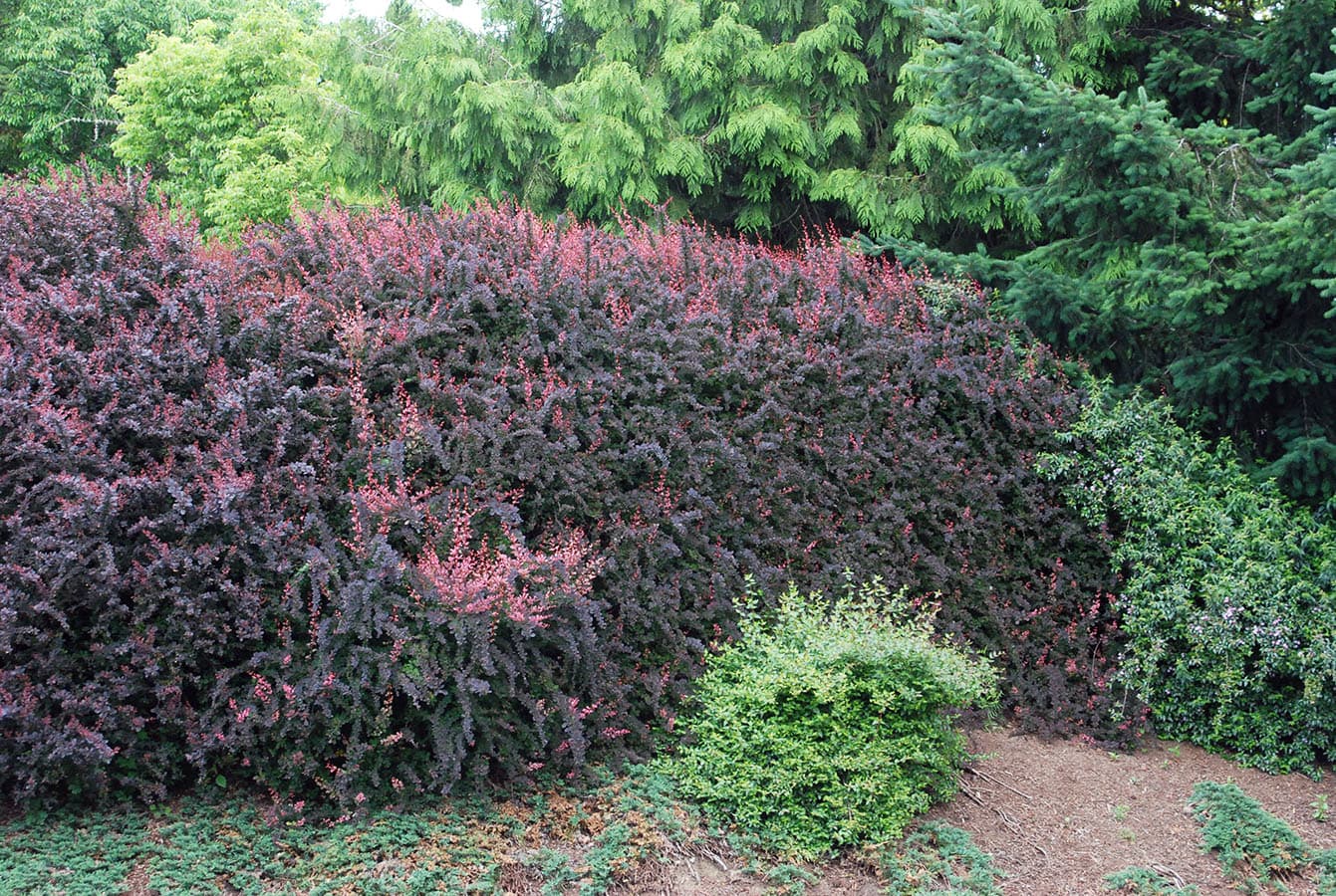 Japanese Barberry