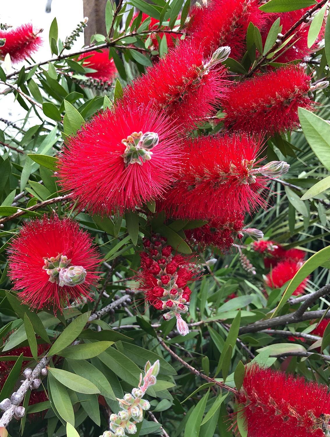 Bottlebrush