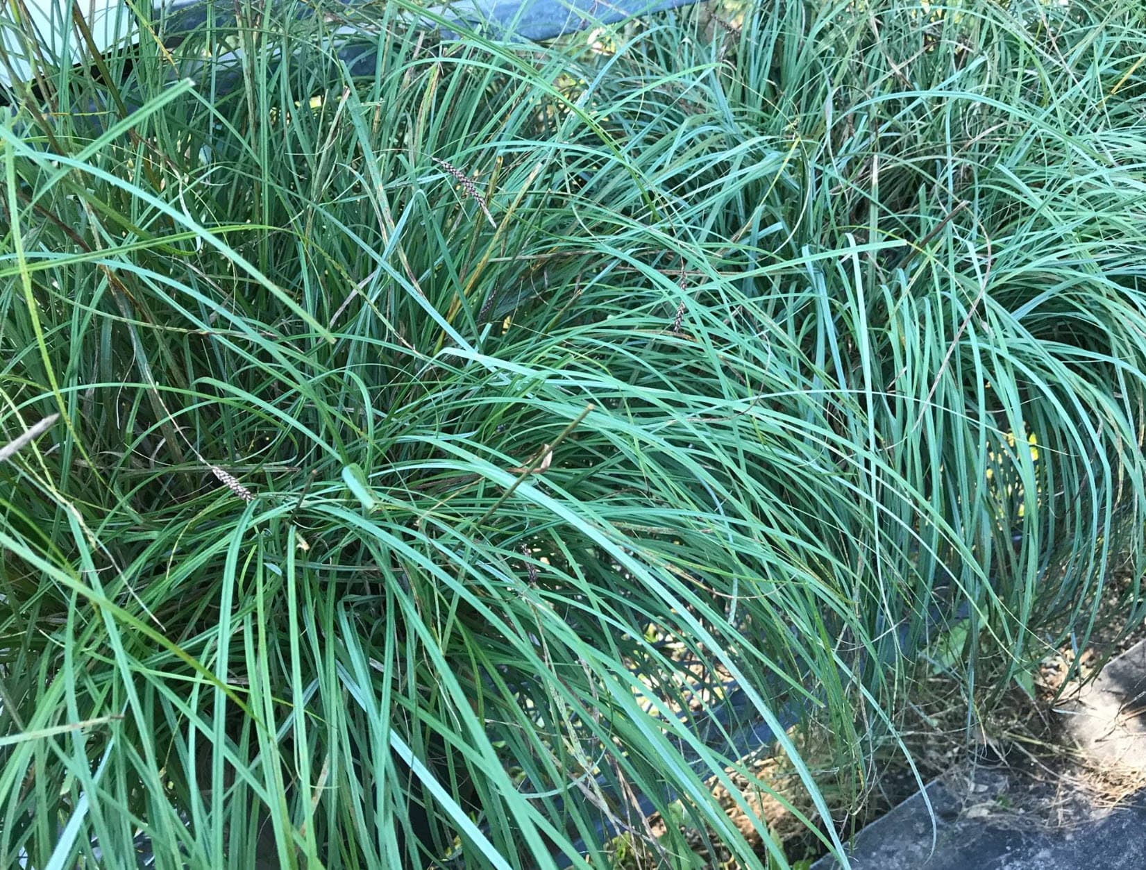 Blue Zinger Sedge