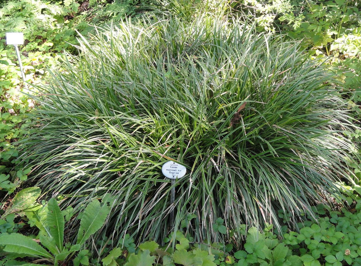 Japanese Sedge