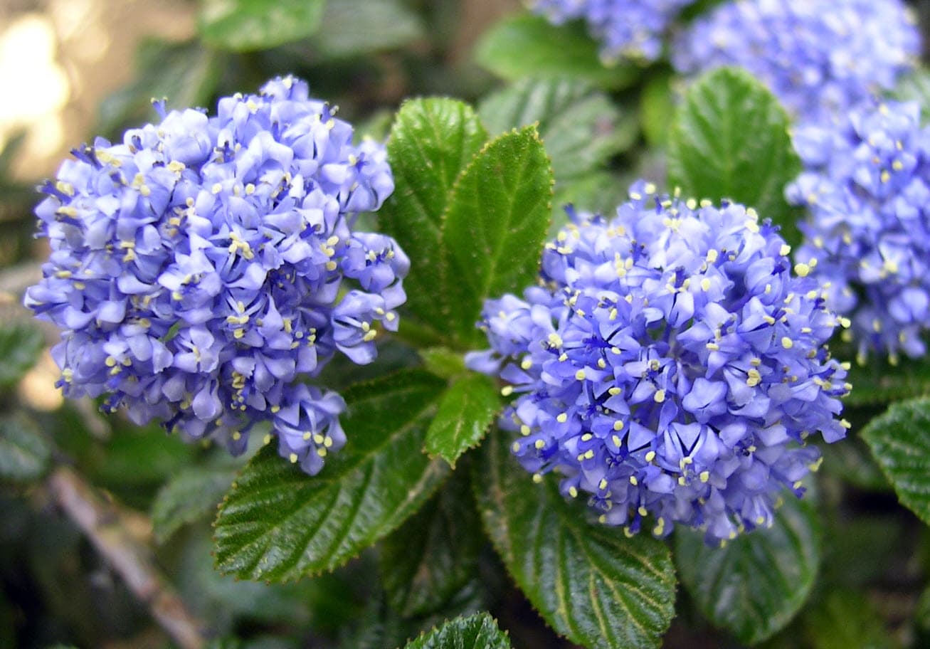 Creeping Blueblossom