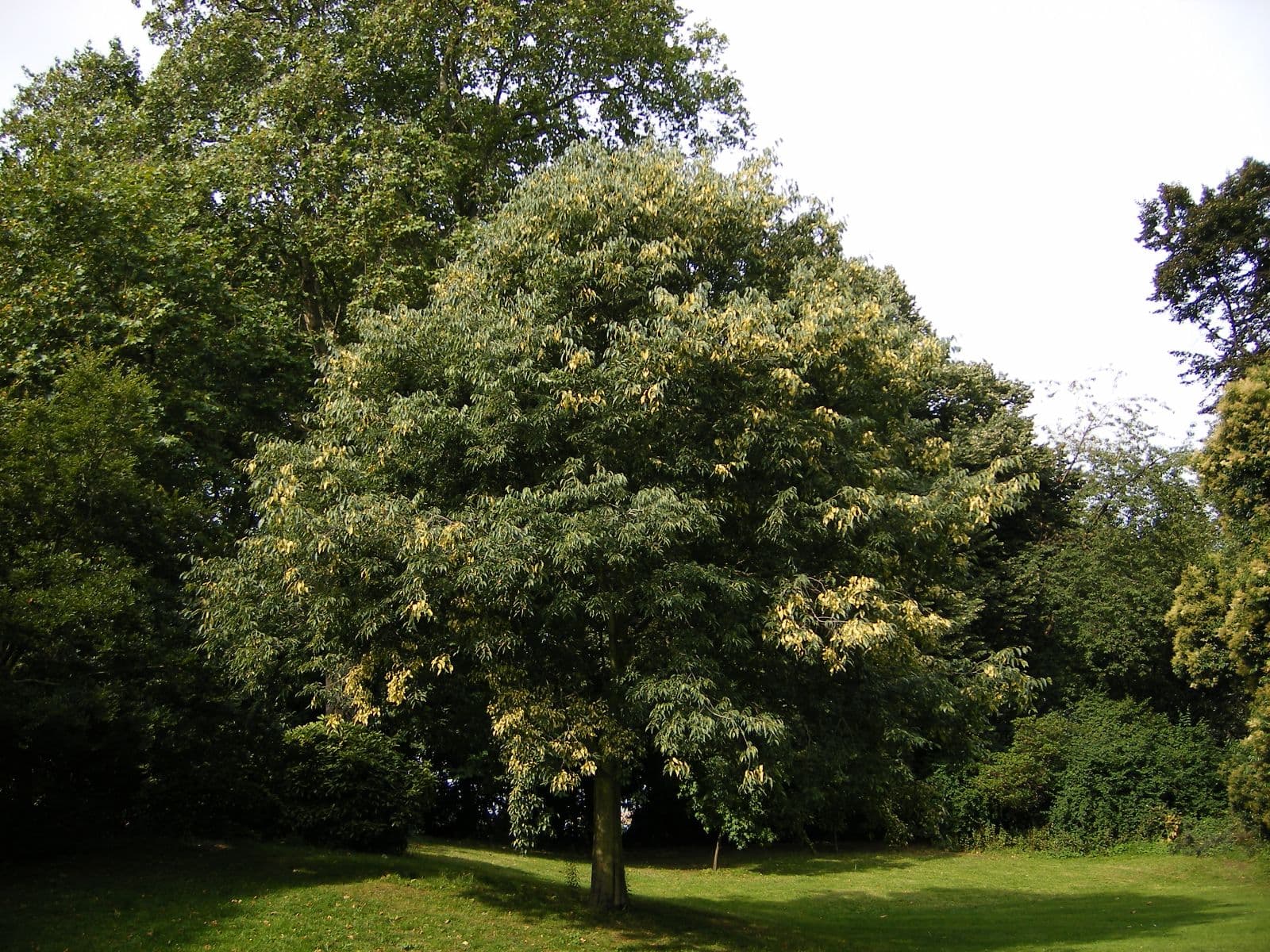 European Nettle Tree