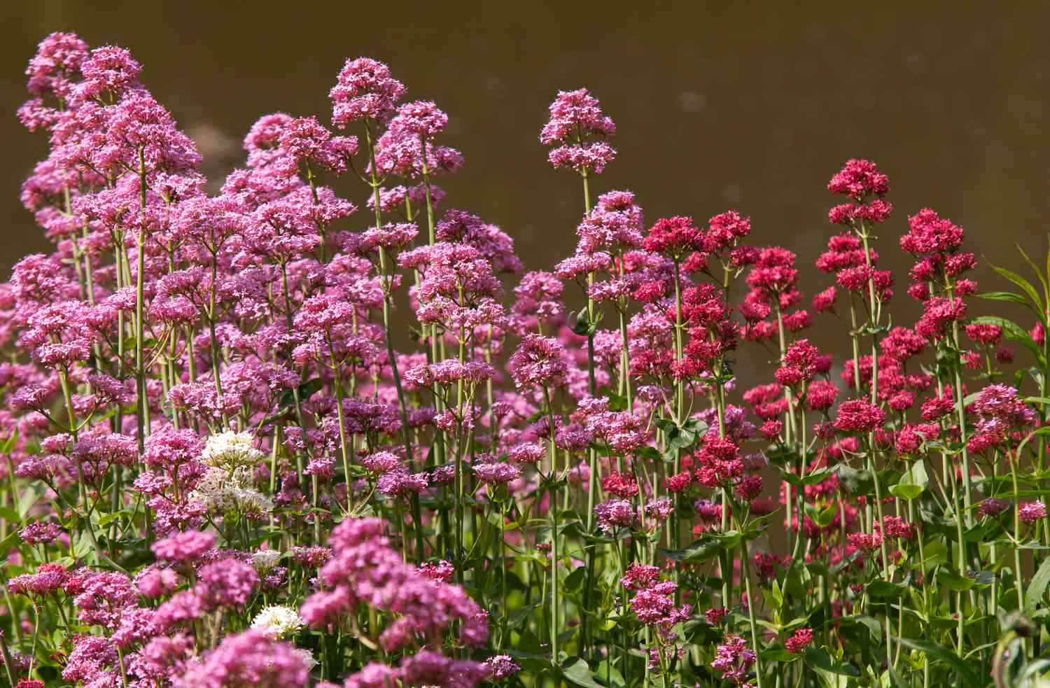 Red Valerian