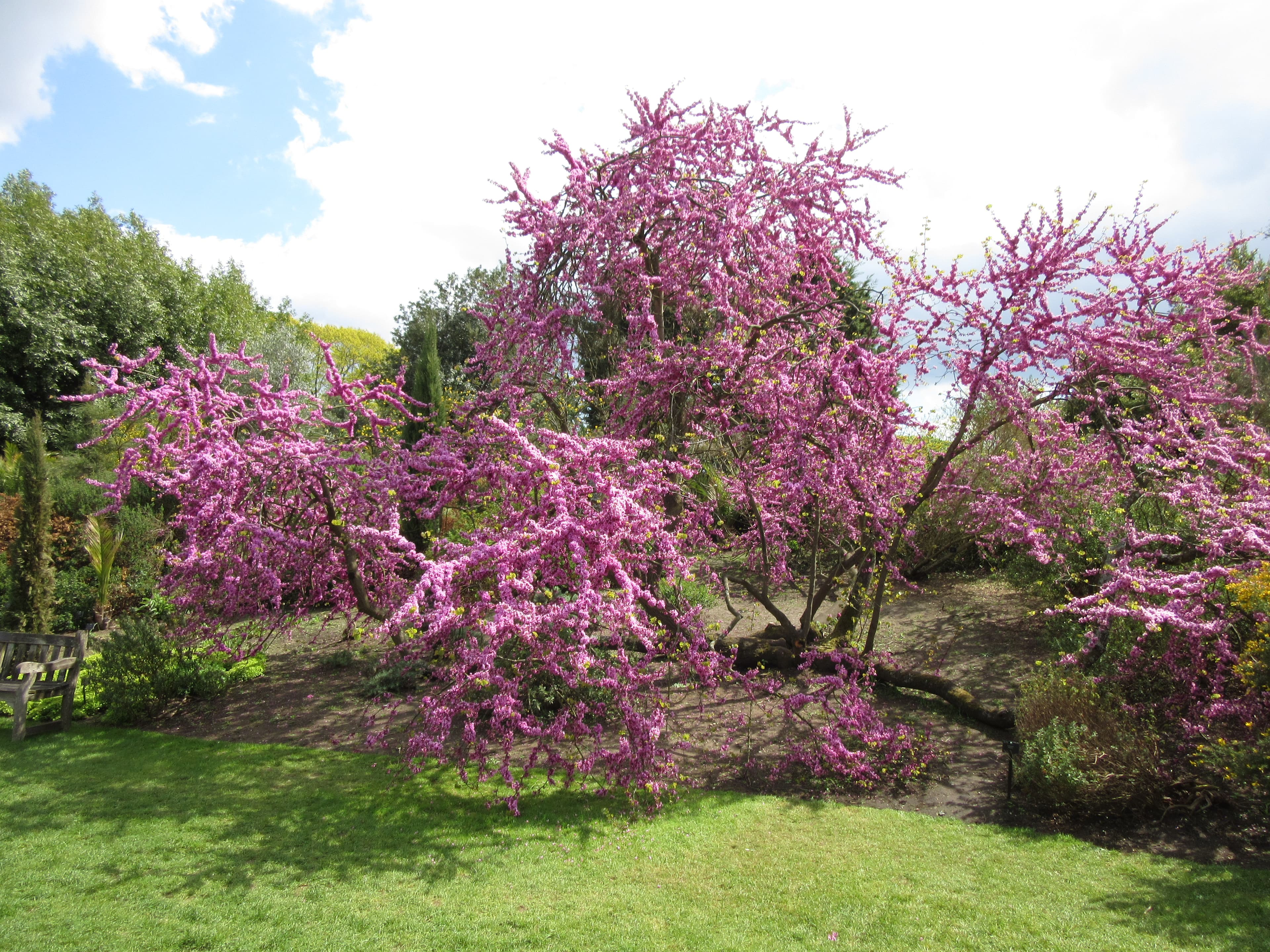 Judas Tree