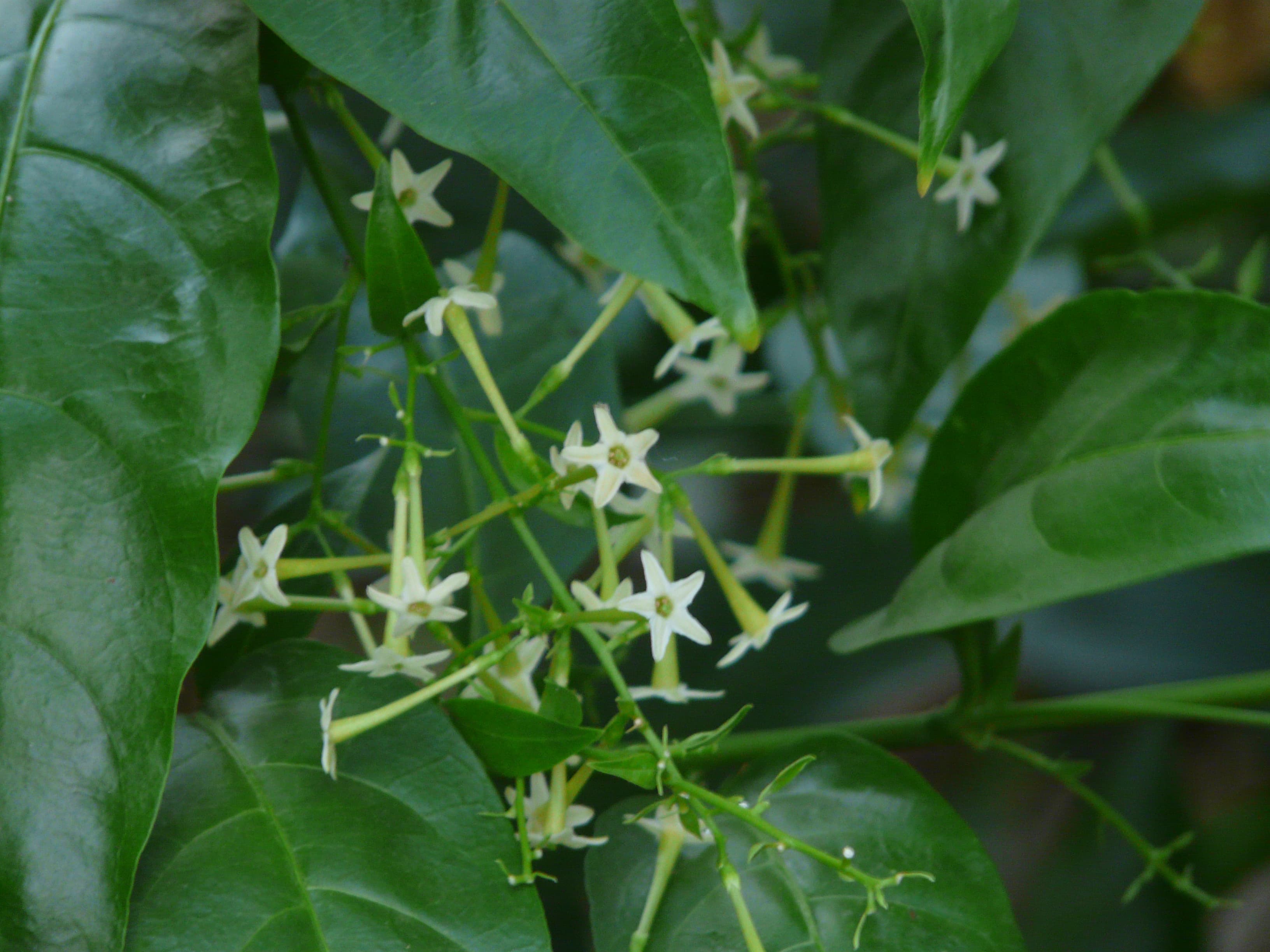 Night-blooming Jasmine