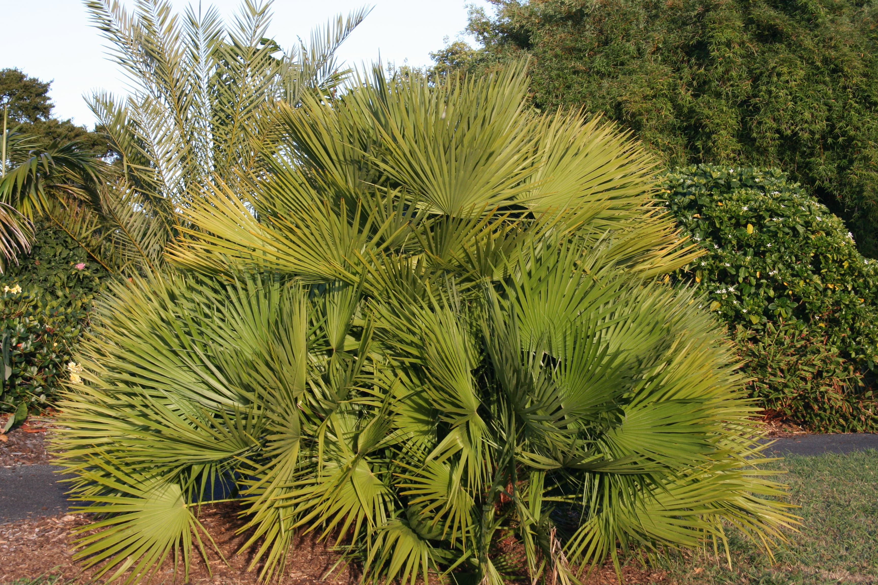 Mediterranean Fan Palm