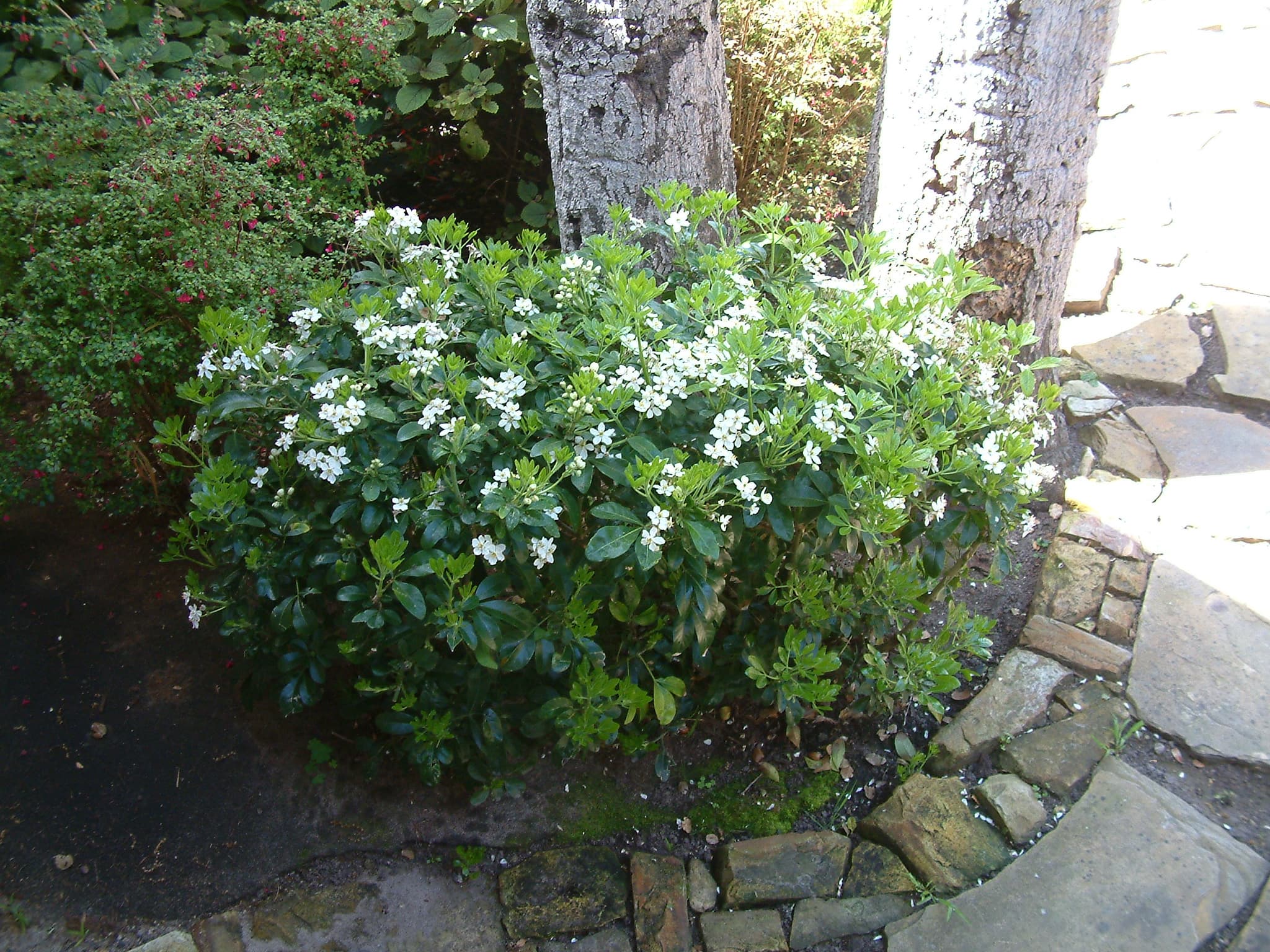 Mexican Orange Blossom