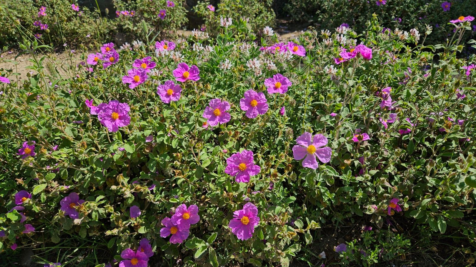 Florentine Rock Rose