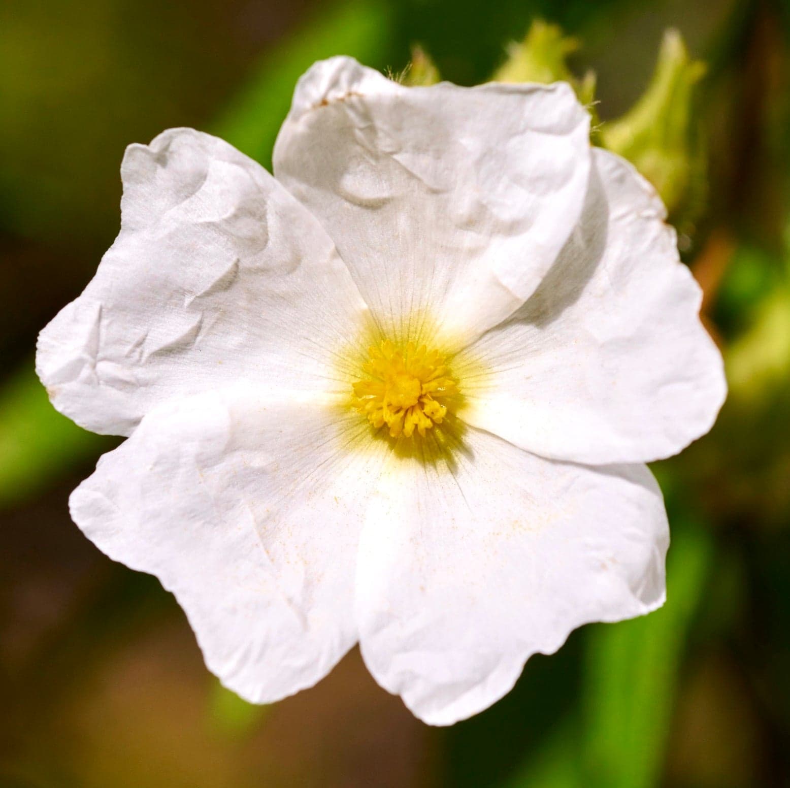 Montpelier Rock Rose