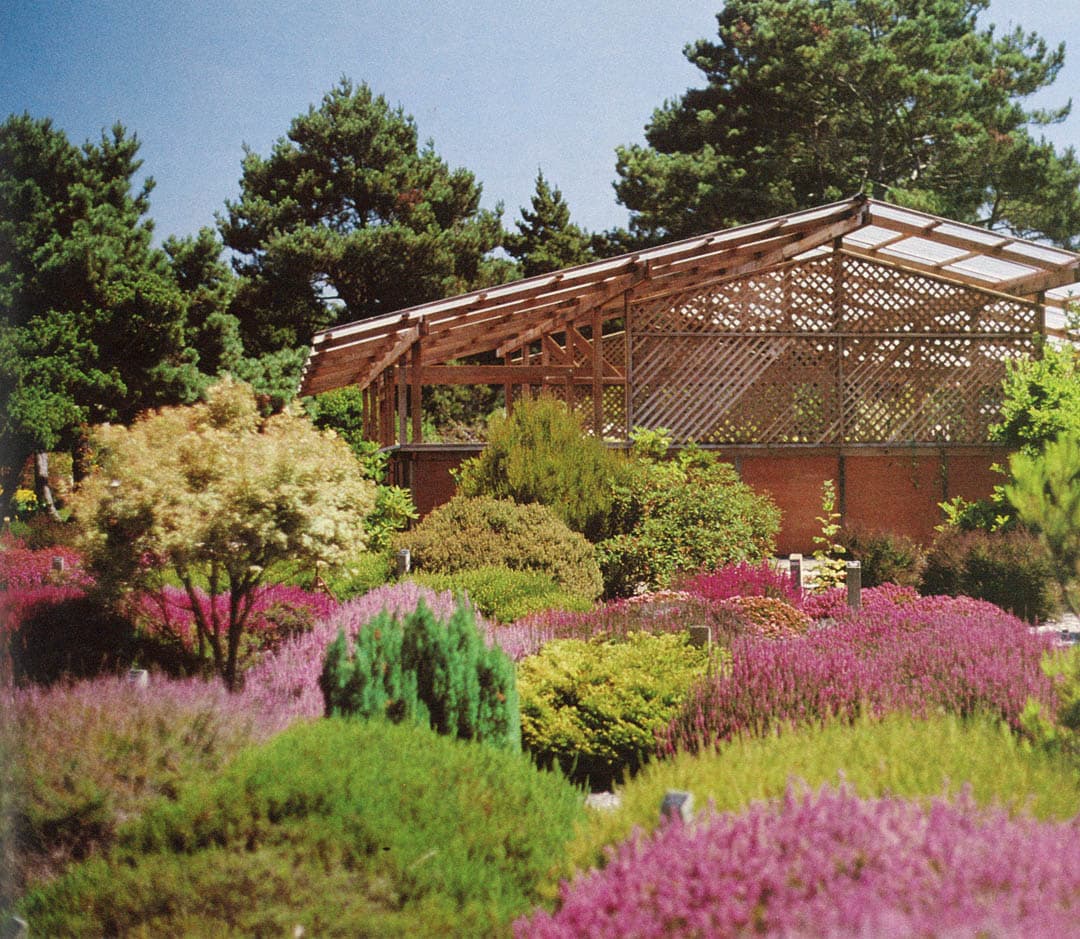 Portuguese Rock Rose