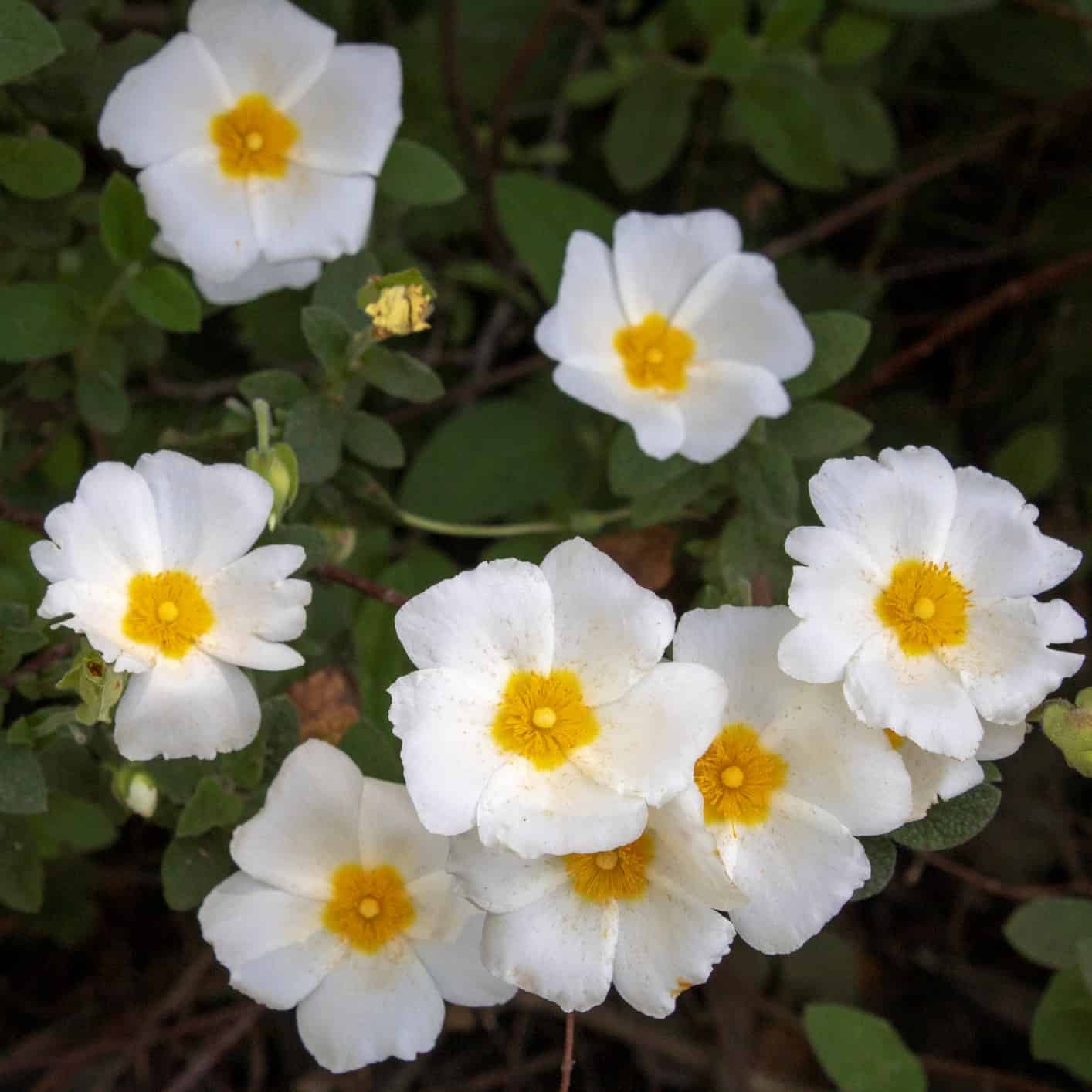 Sage-leaved Rock Rose