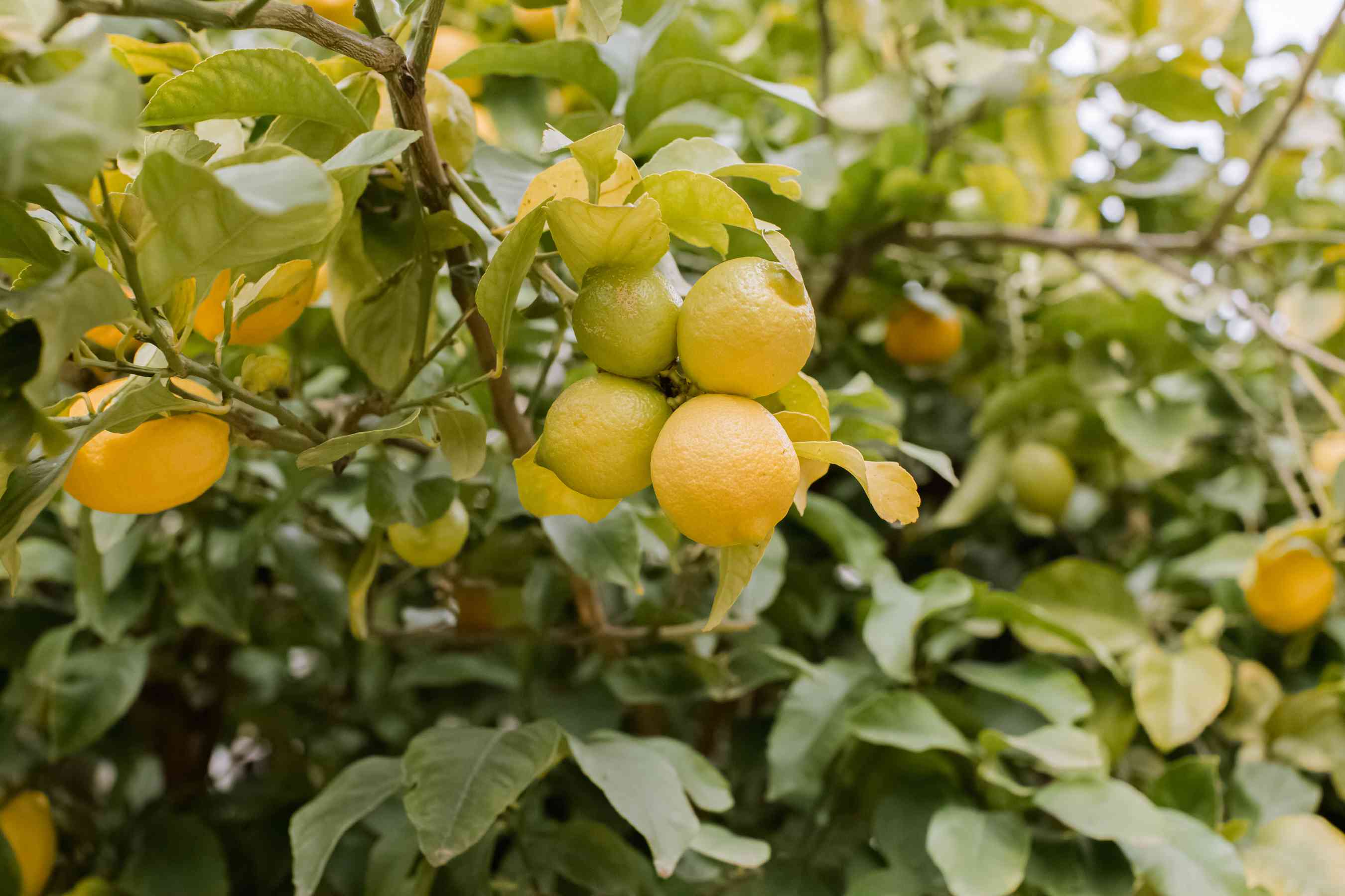 Lemon Tree