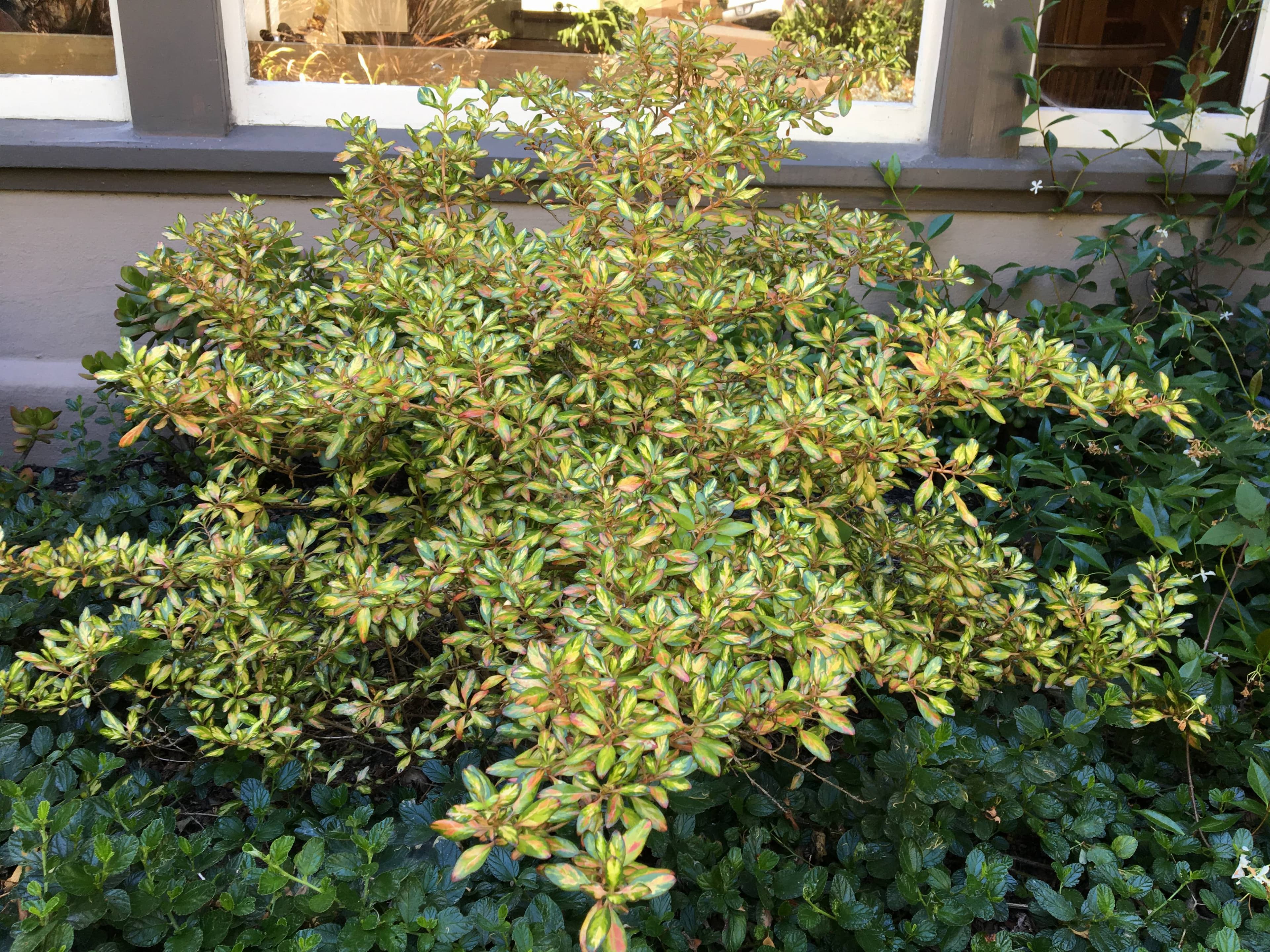 Mirror Plant Evening Glow