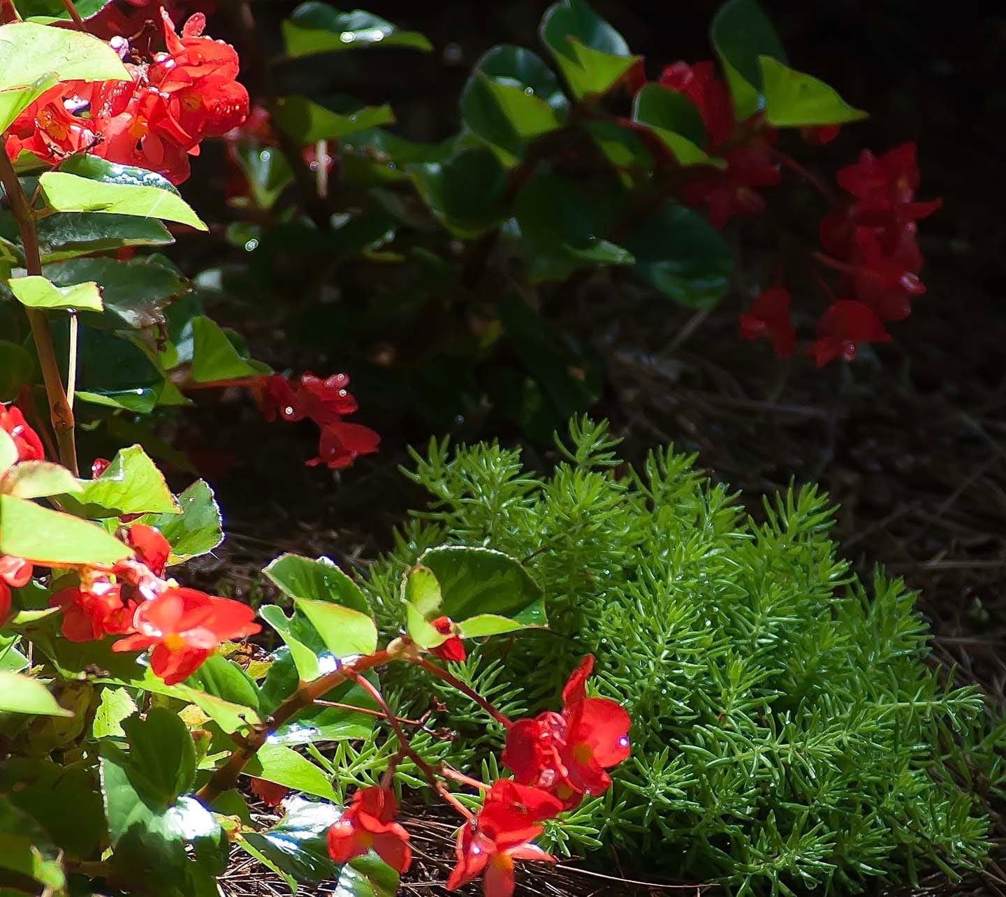 Mirror Plant Lemon Lime