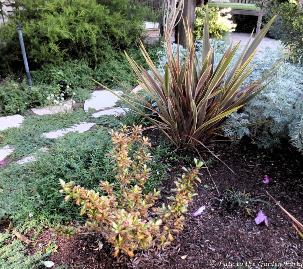 Mirror Plant Tricolor
