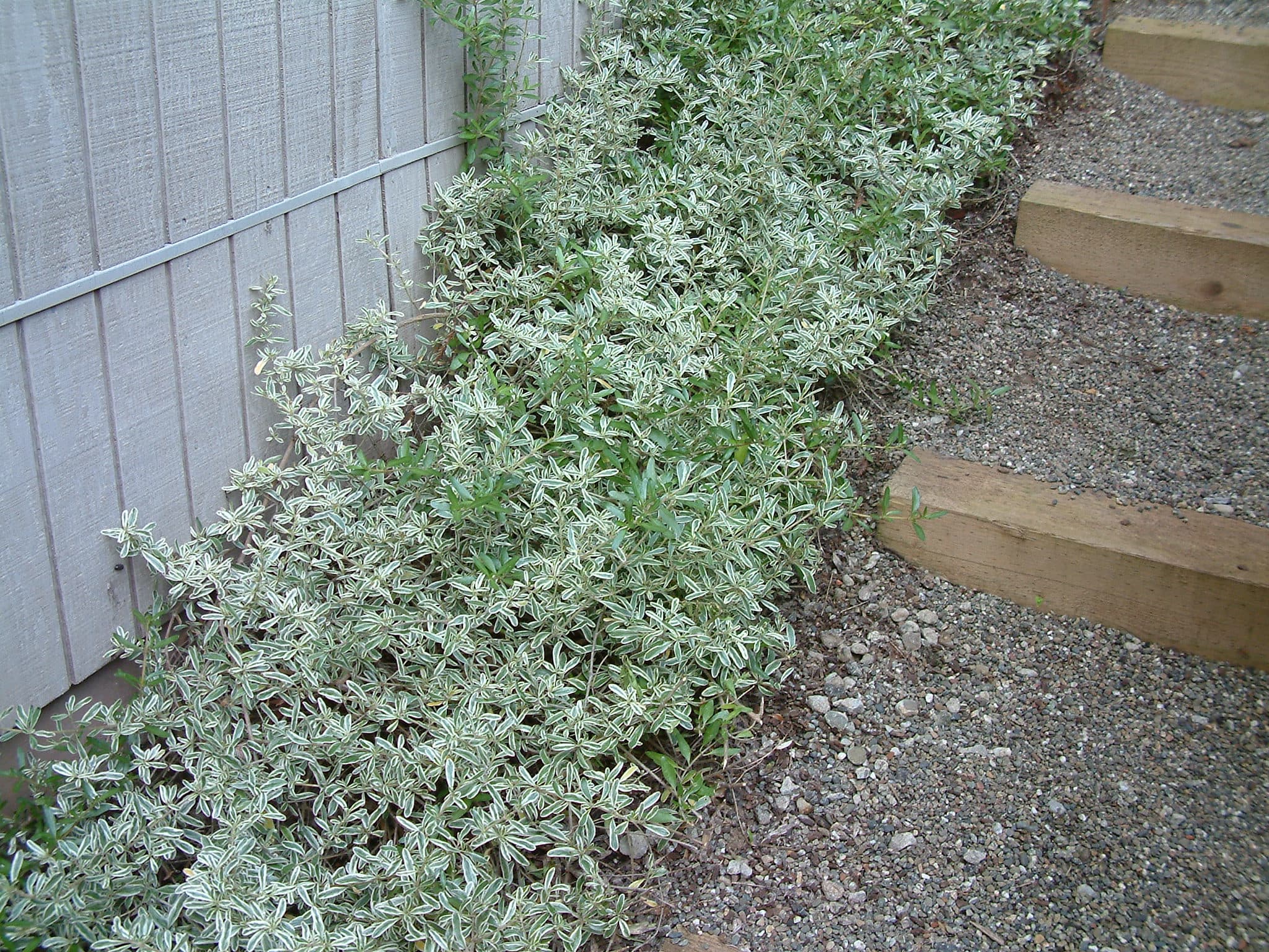 Mirror Plant Variegata