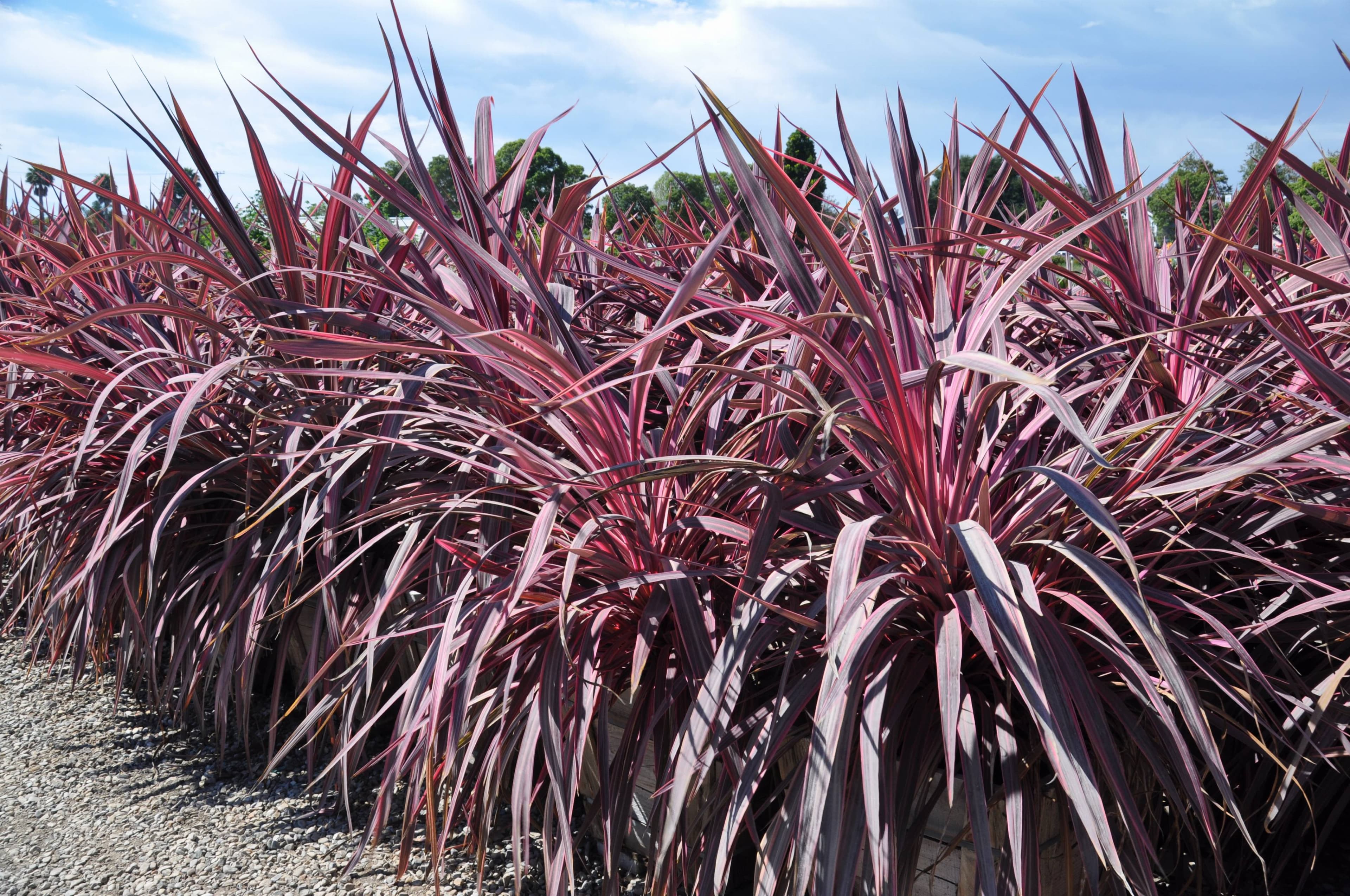 Pink Passion Cabbage Tree