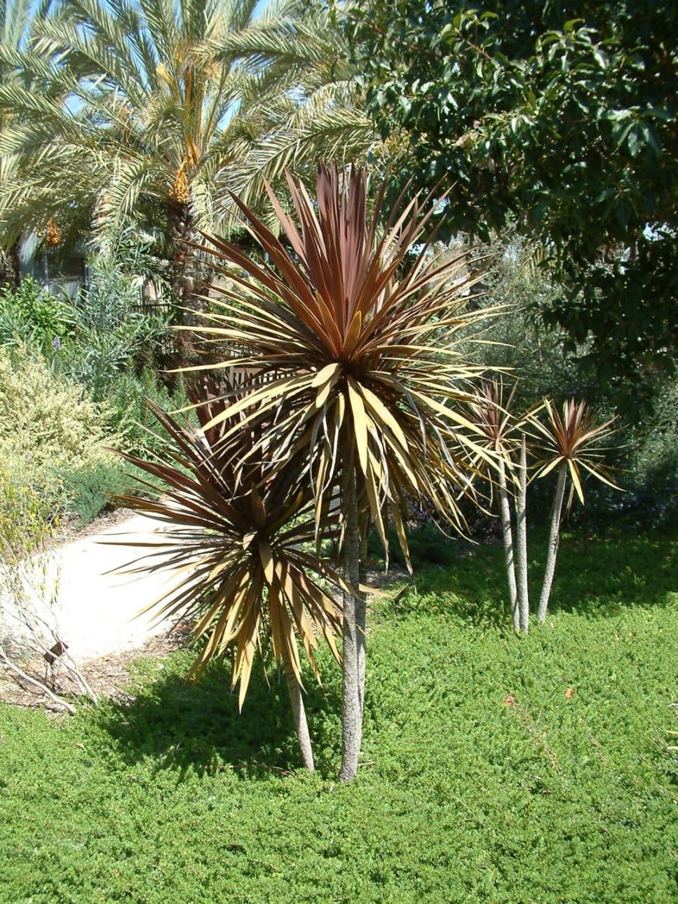 Red Star Cabbage Tree