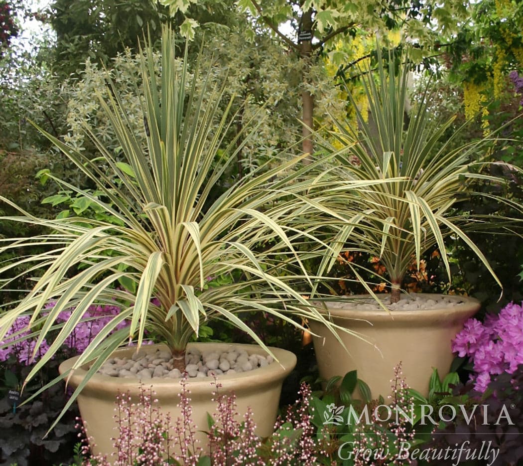 Torbay Dazzler Cabbage Tree