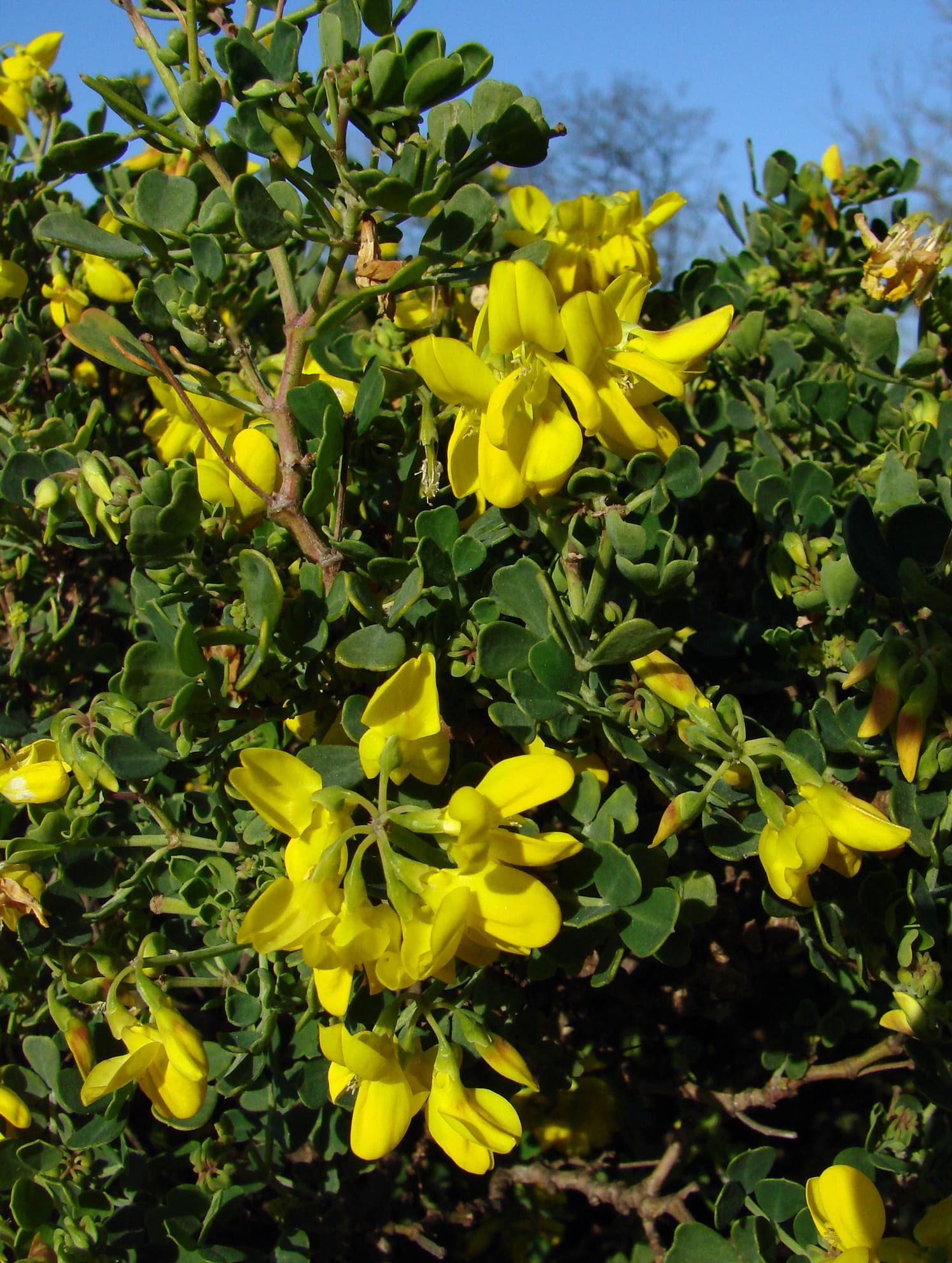 Glaucous Coronilla