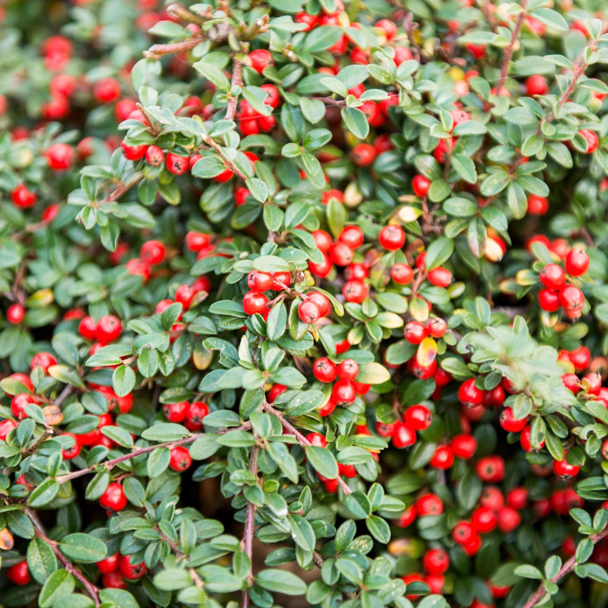 Bearberry Cotoneaster
