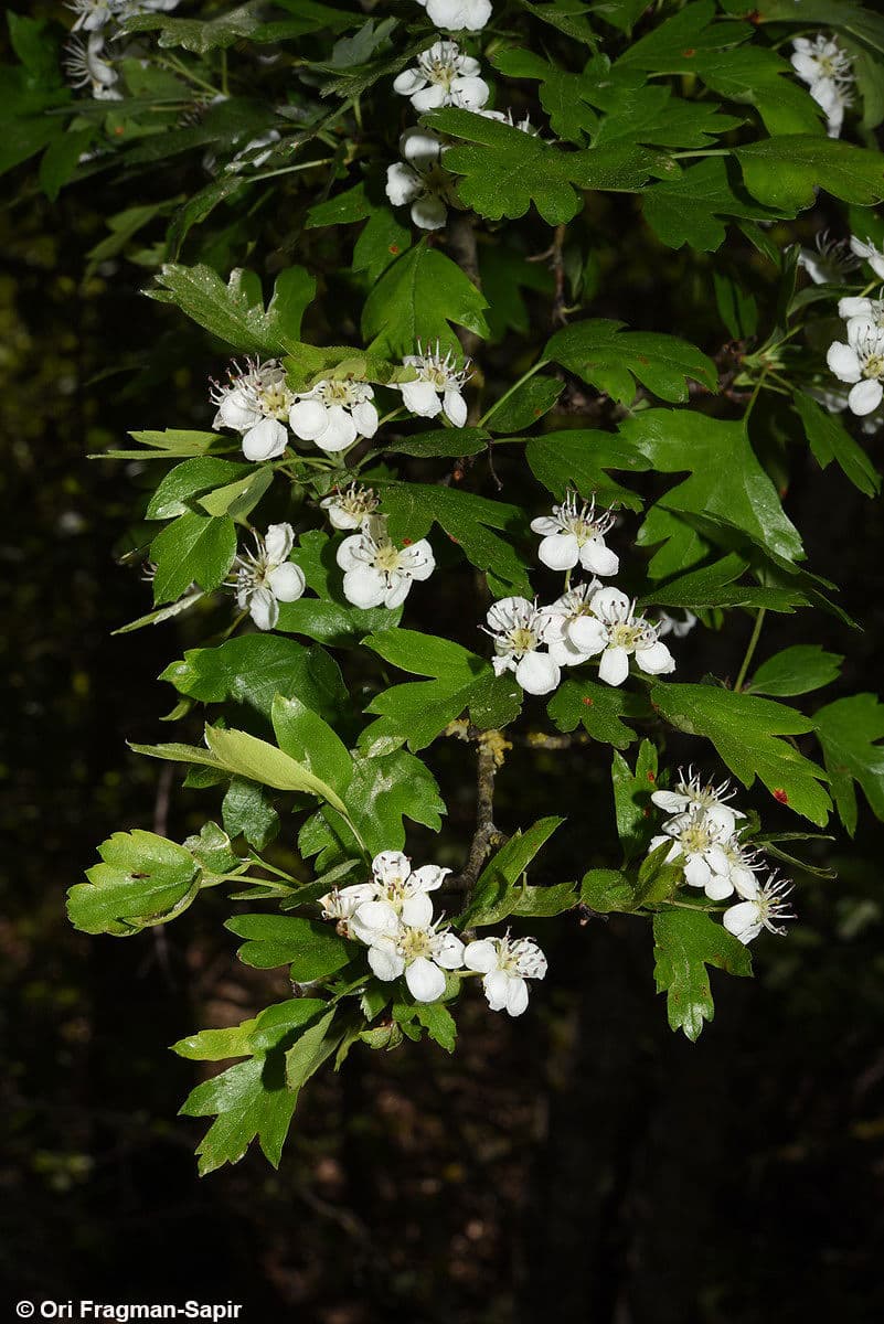 Common Hawthorn