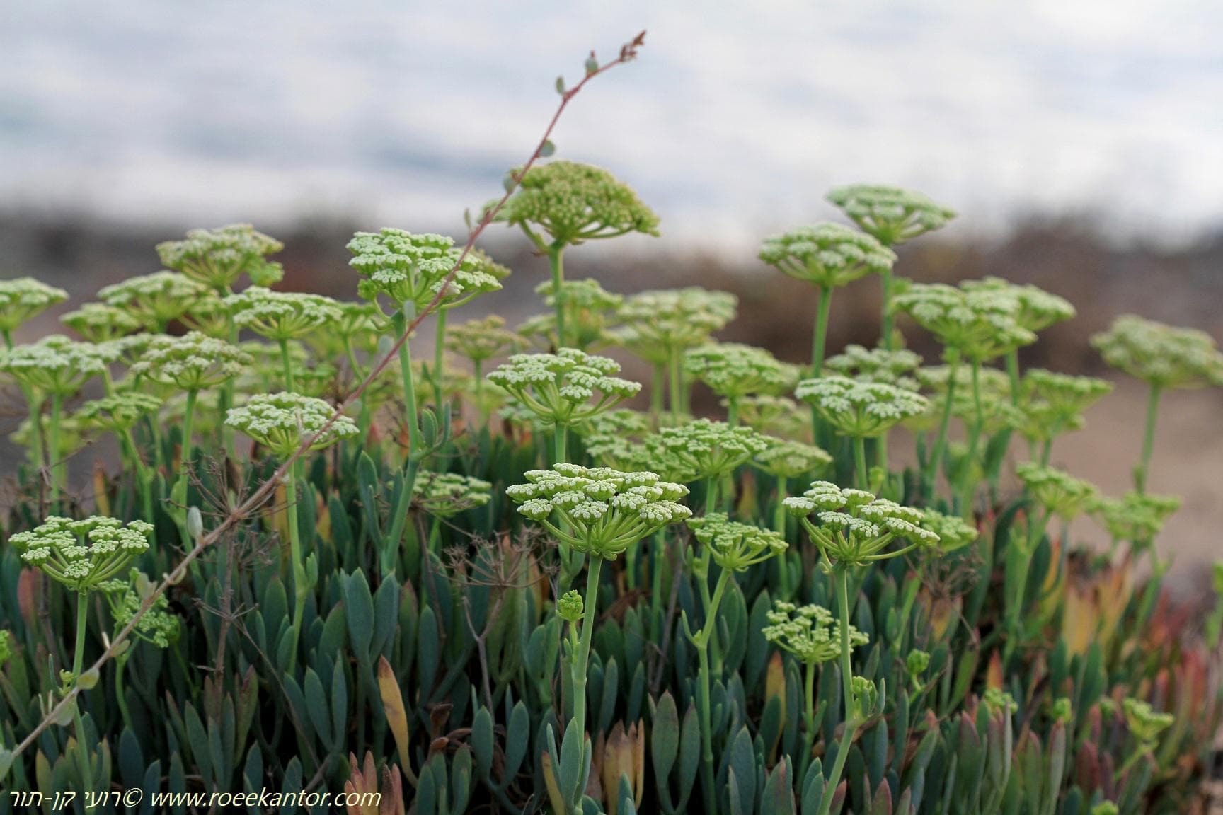 Rock Samphire