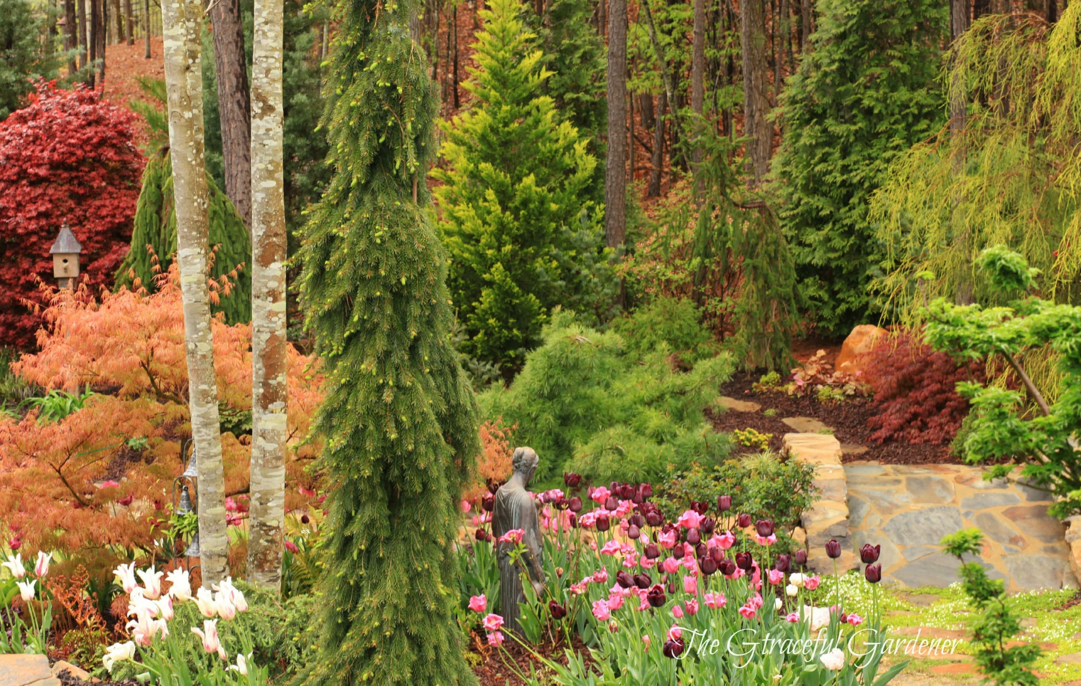 Golden Monterey Cypress