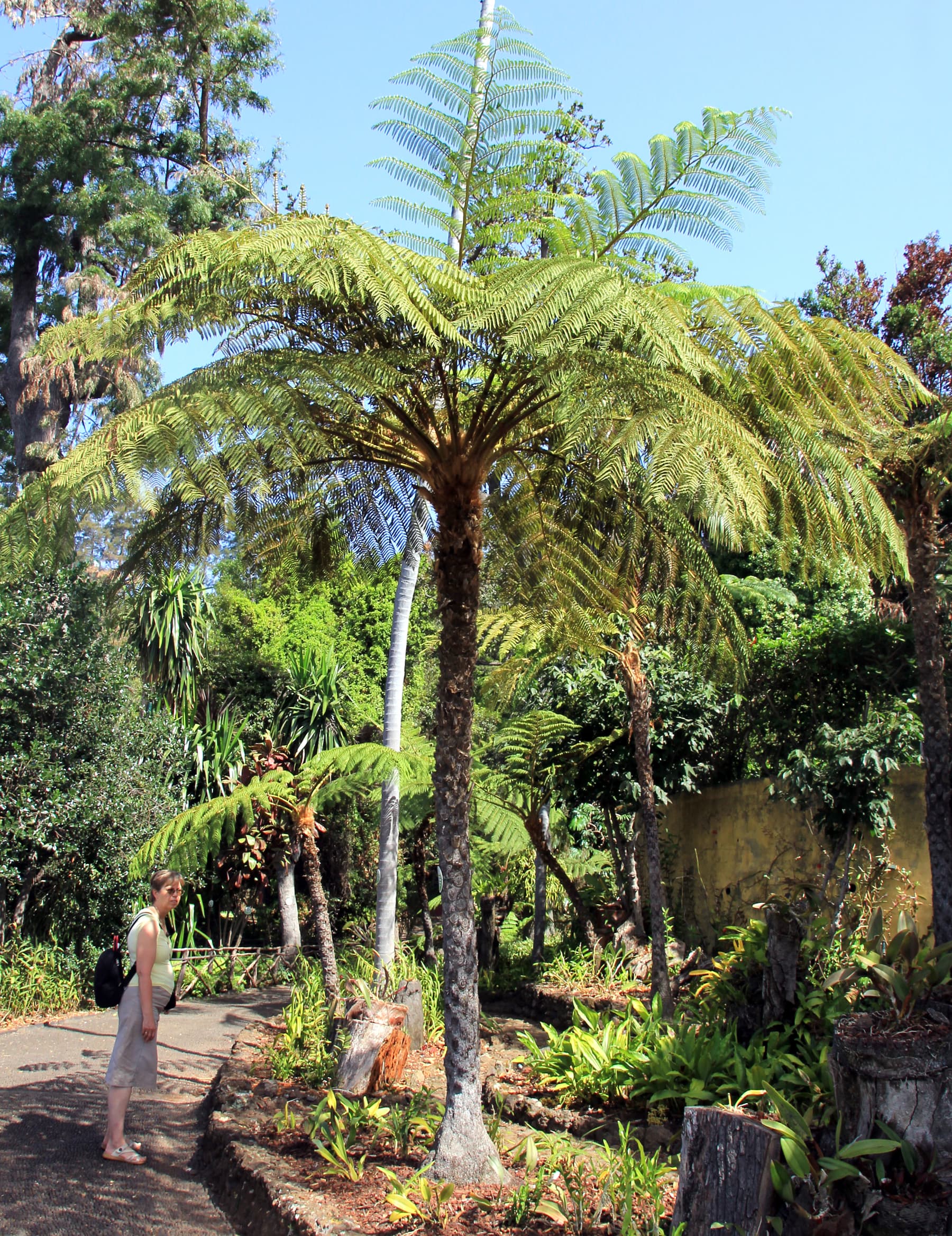 Australian Tree Fern