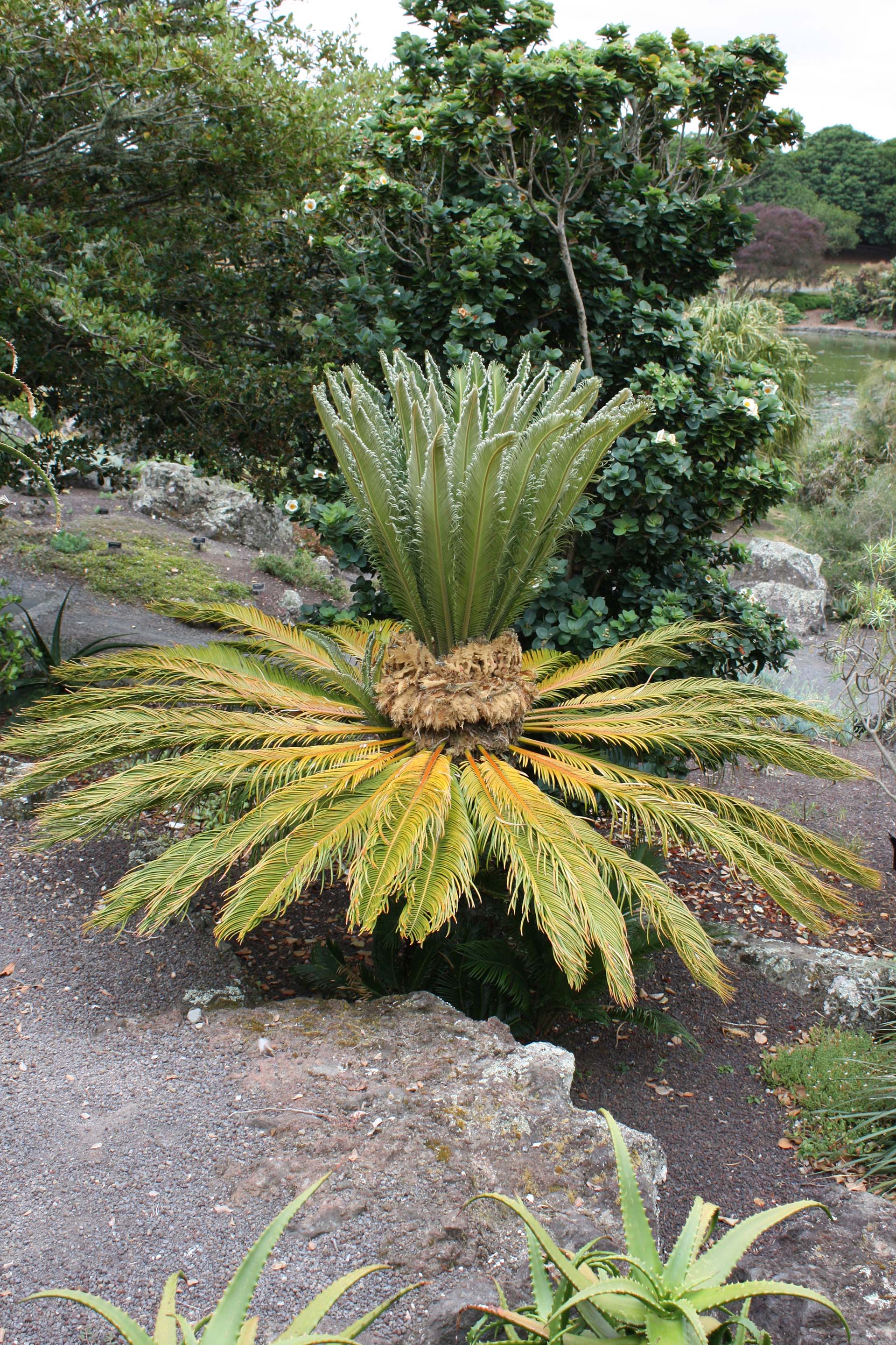 Sago Palm