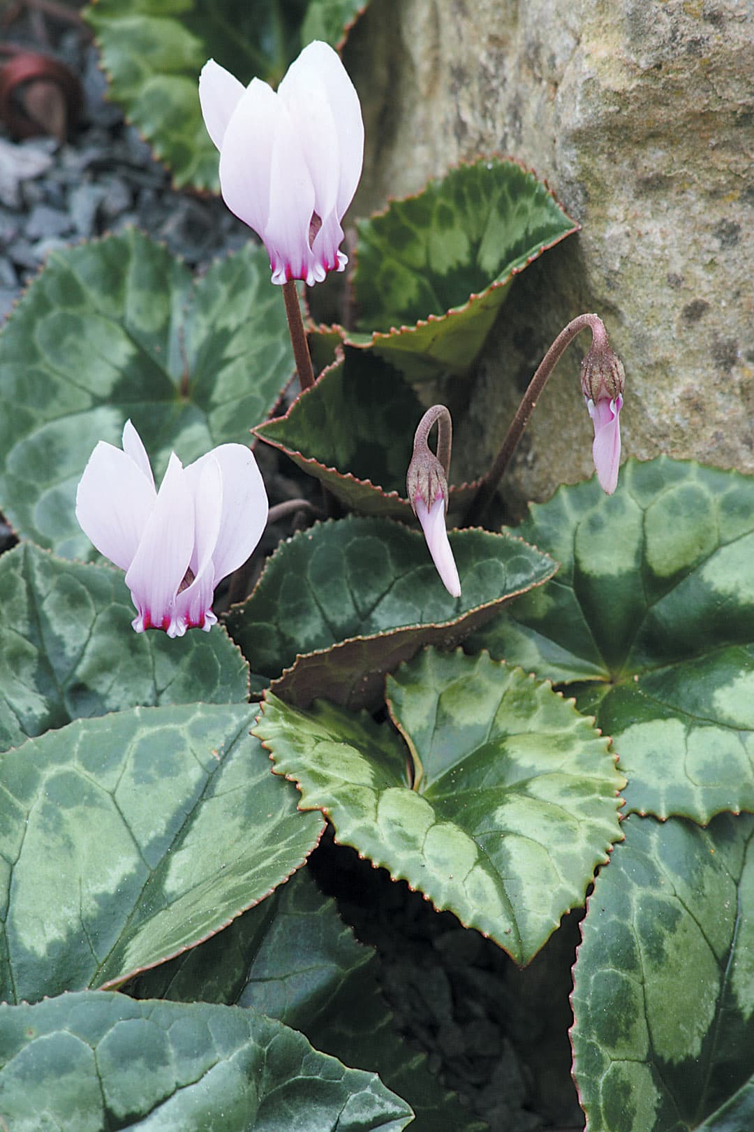Florist's Cyclamen