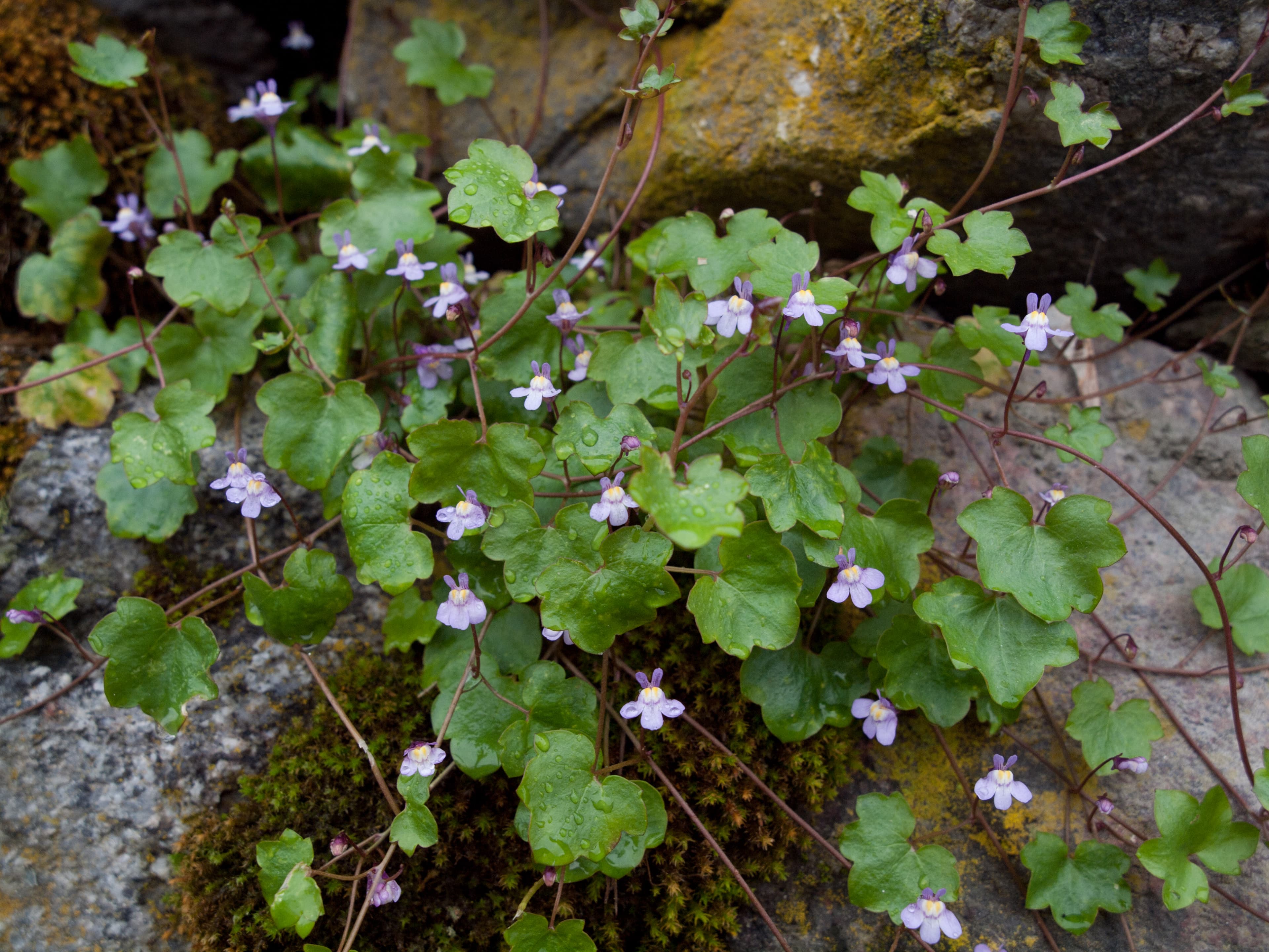 Ivy-leaved Toadflax