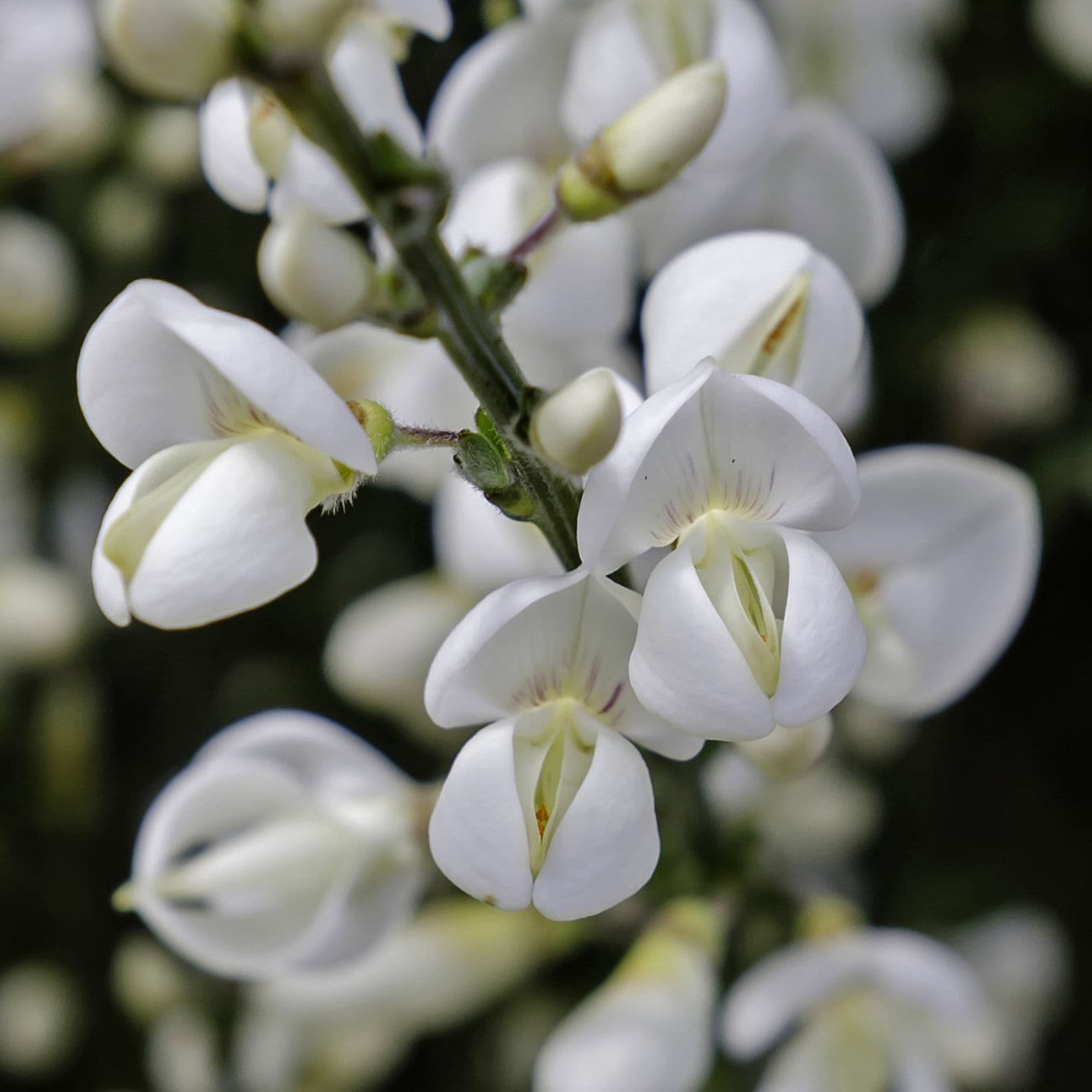 White Spanish Broom