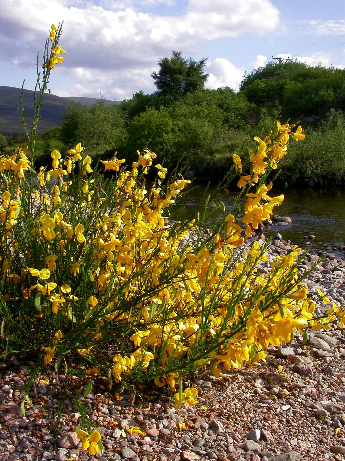 Scotch Broom