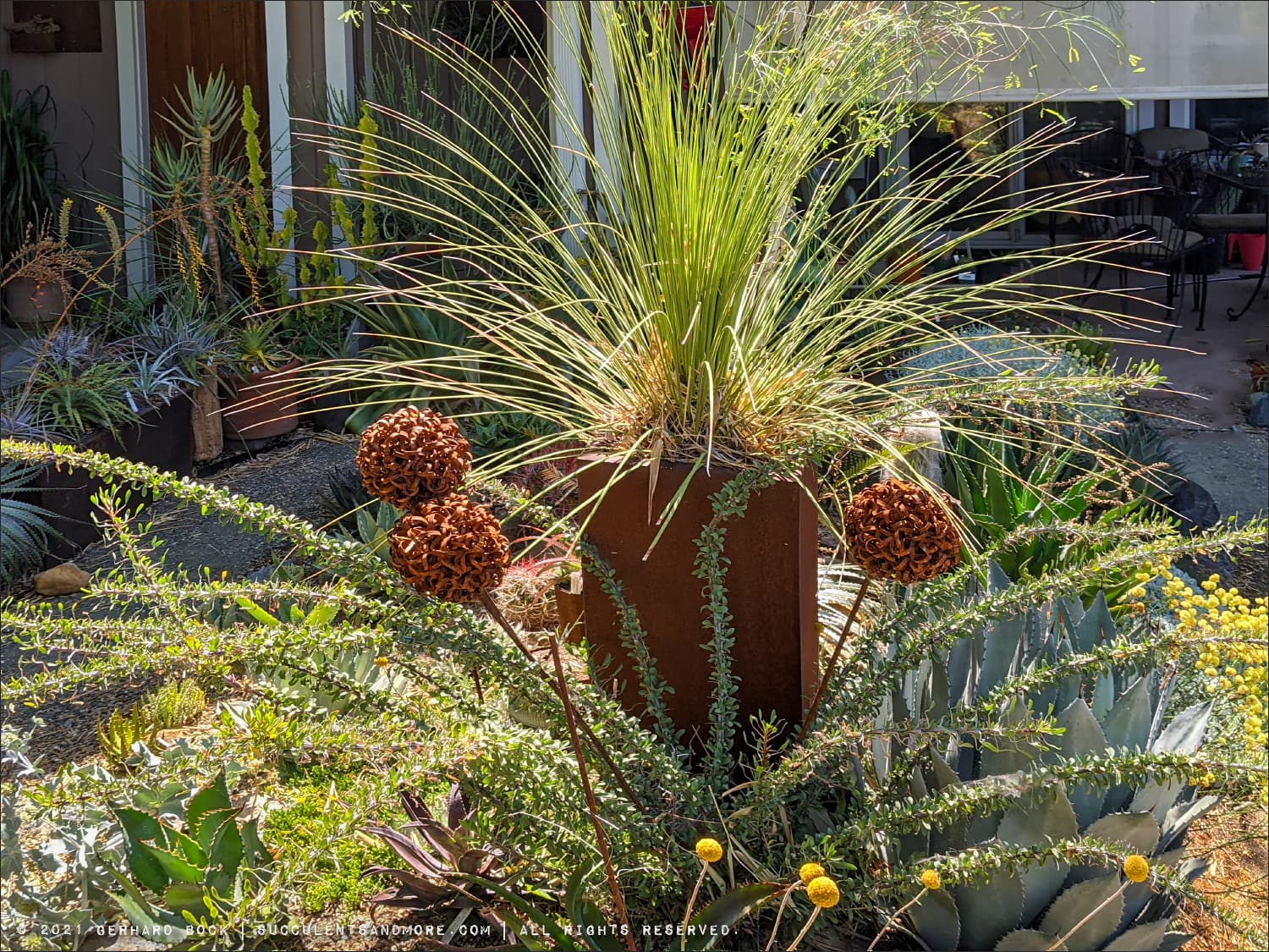 Mexican Grass Tree