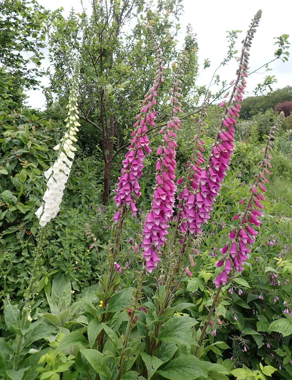 Common Foxglove